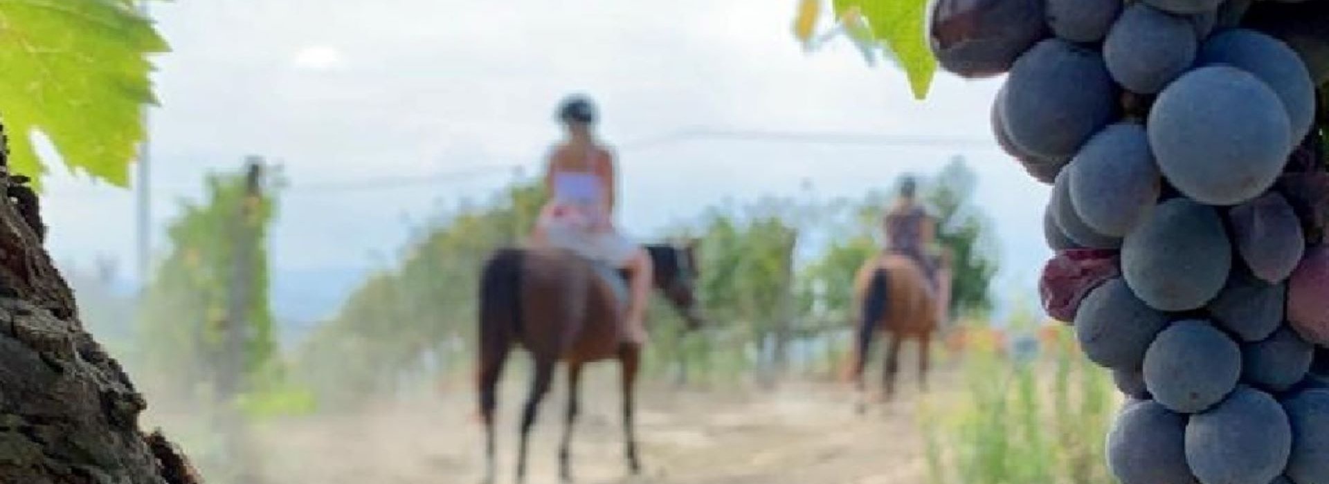 Passeggiate a cavallo a San Gimignano