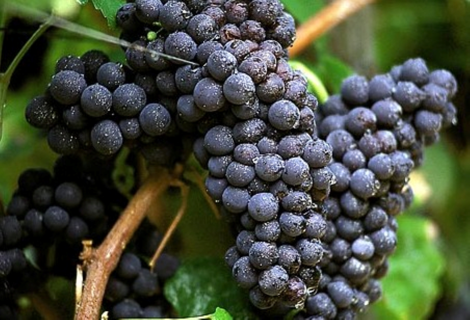 Tour privato del vino SuperTuscan di Montecarlo
