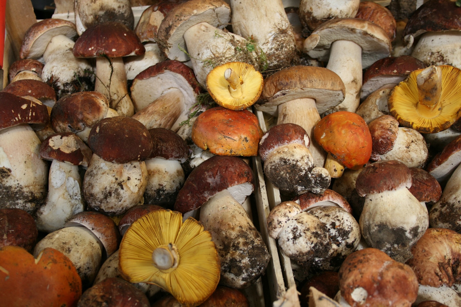 A snapshot of various species of freshly hunted mushrooms