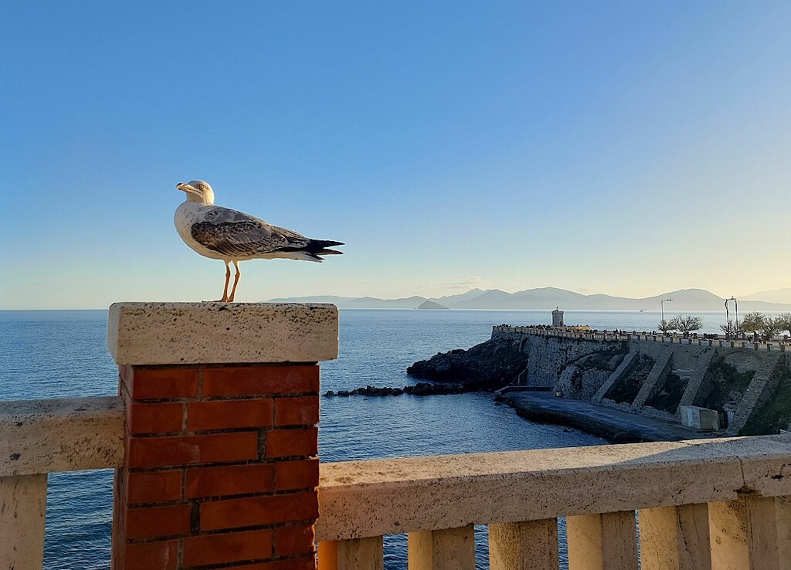 A seagull with Piombino’s Piazza Bovio in the background