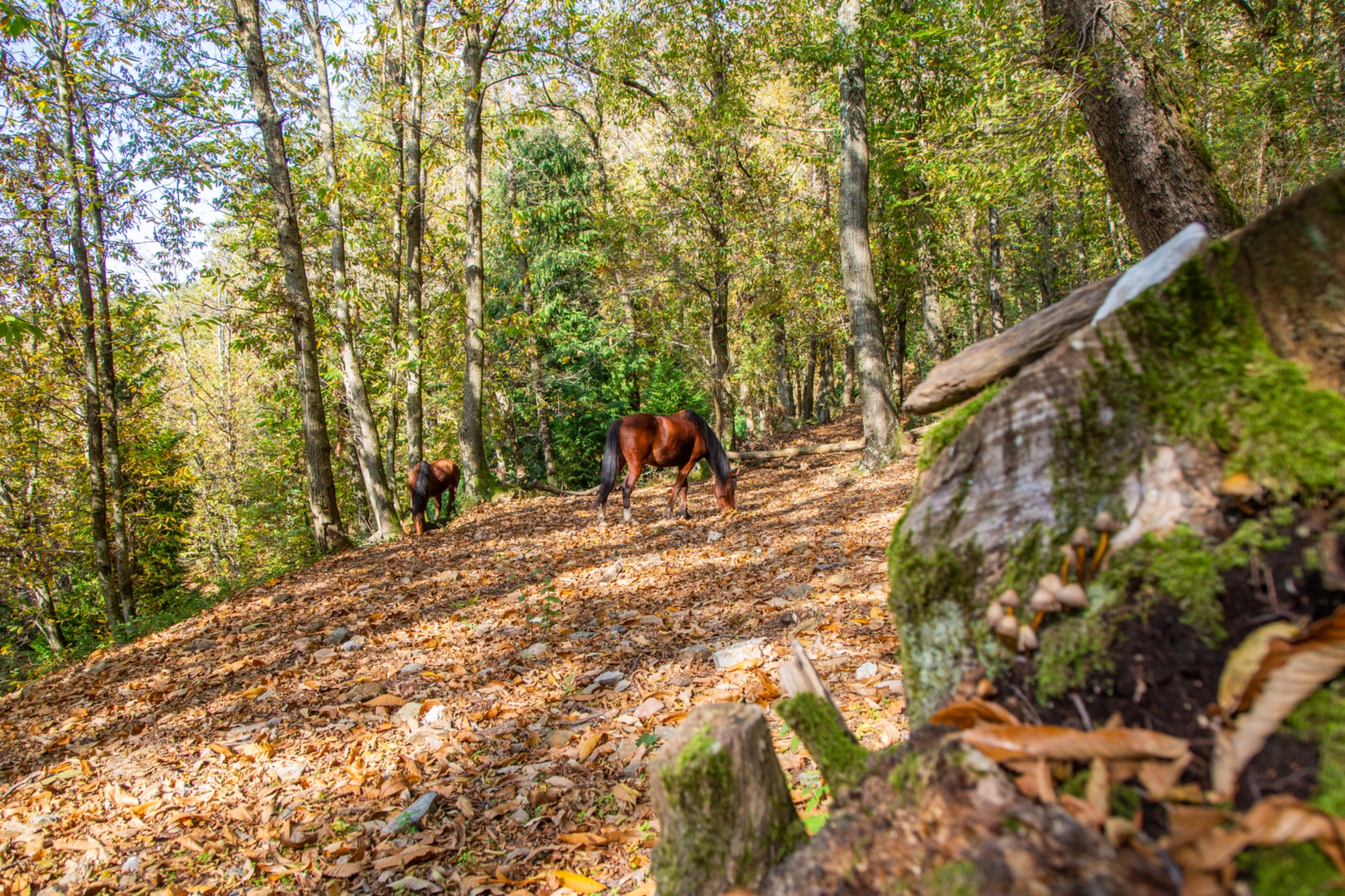 Monte Brugiana - Riviera Apuana Terra Scolpita