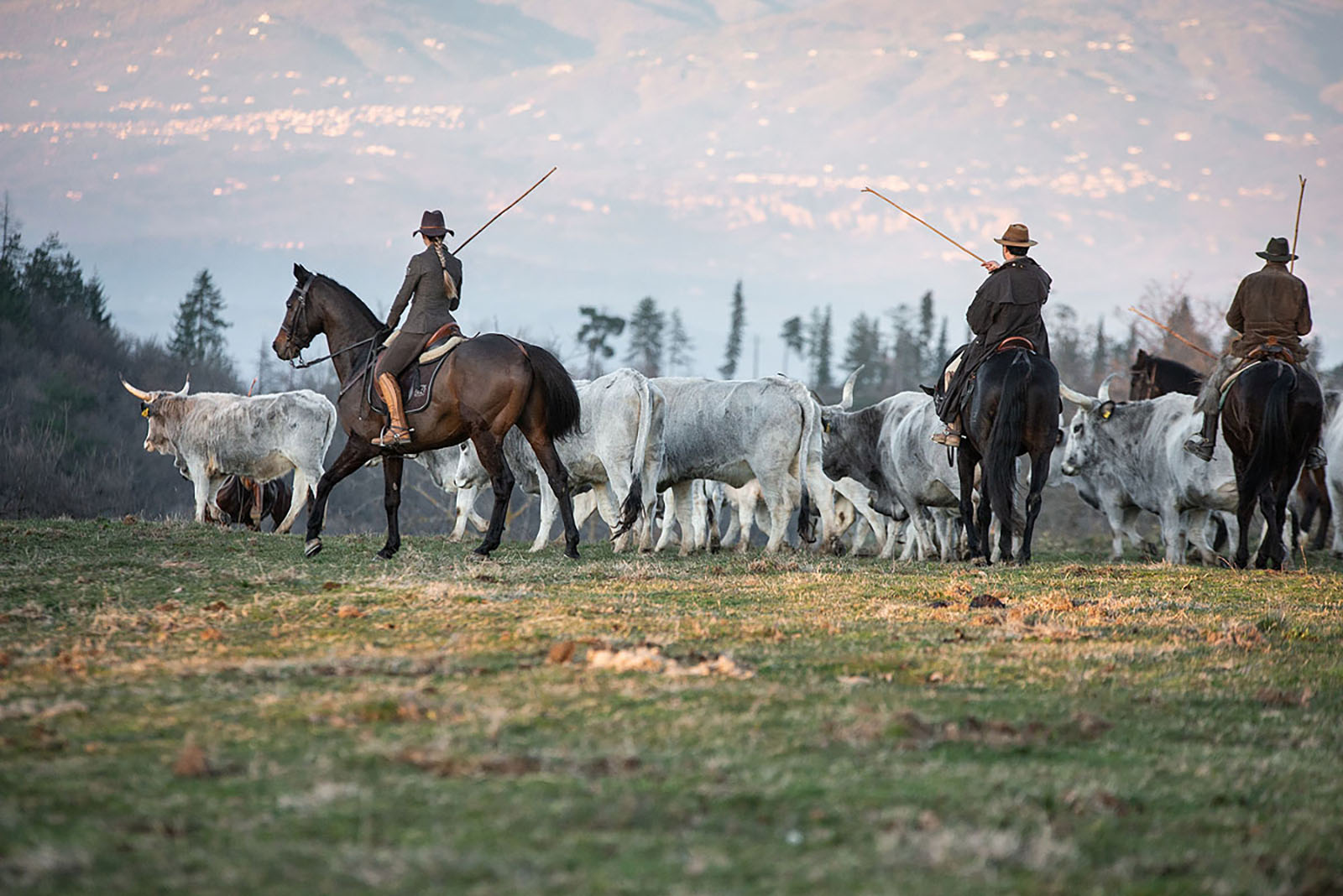 Three days as a Buttero in the hills of Cavriglia
