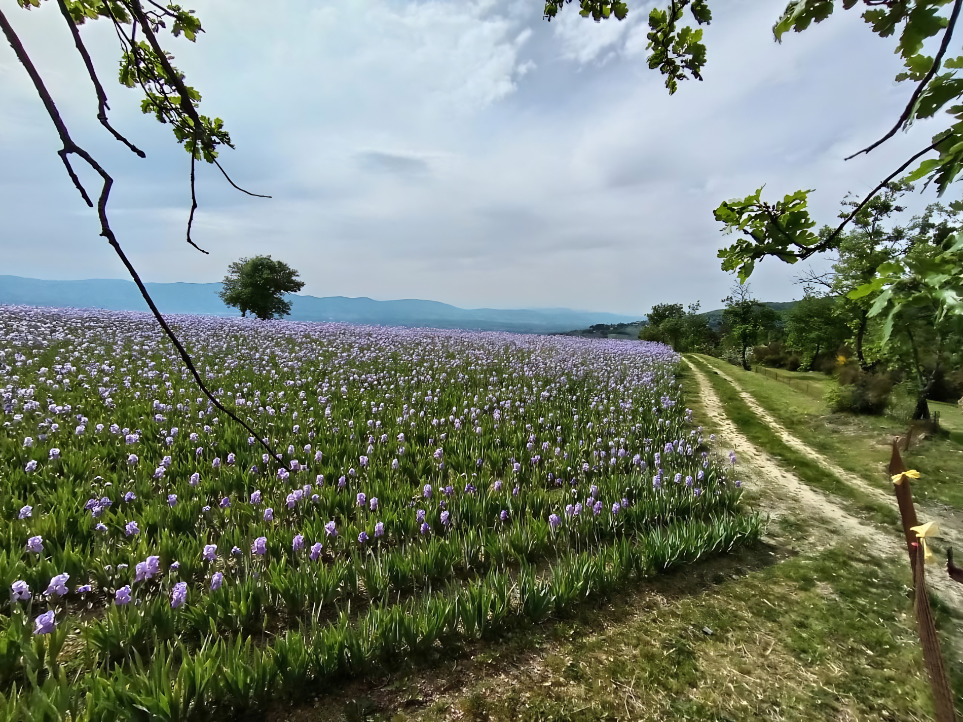La fioritura del giaggiolo