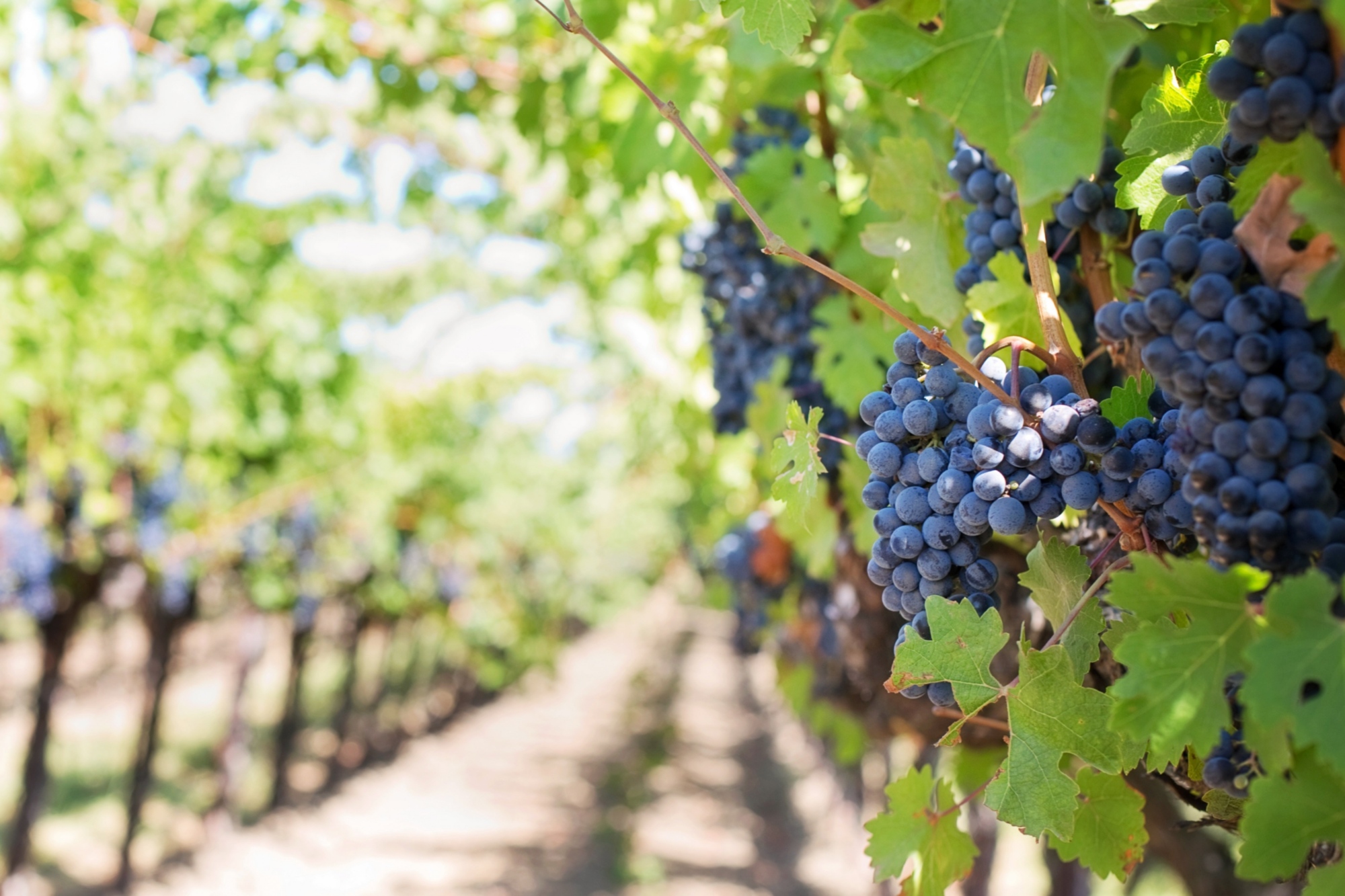 Filari di viti con grappoli di uva nera matura in un vigneto soleggiato