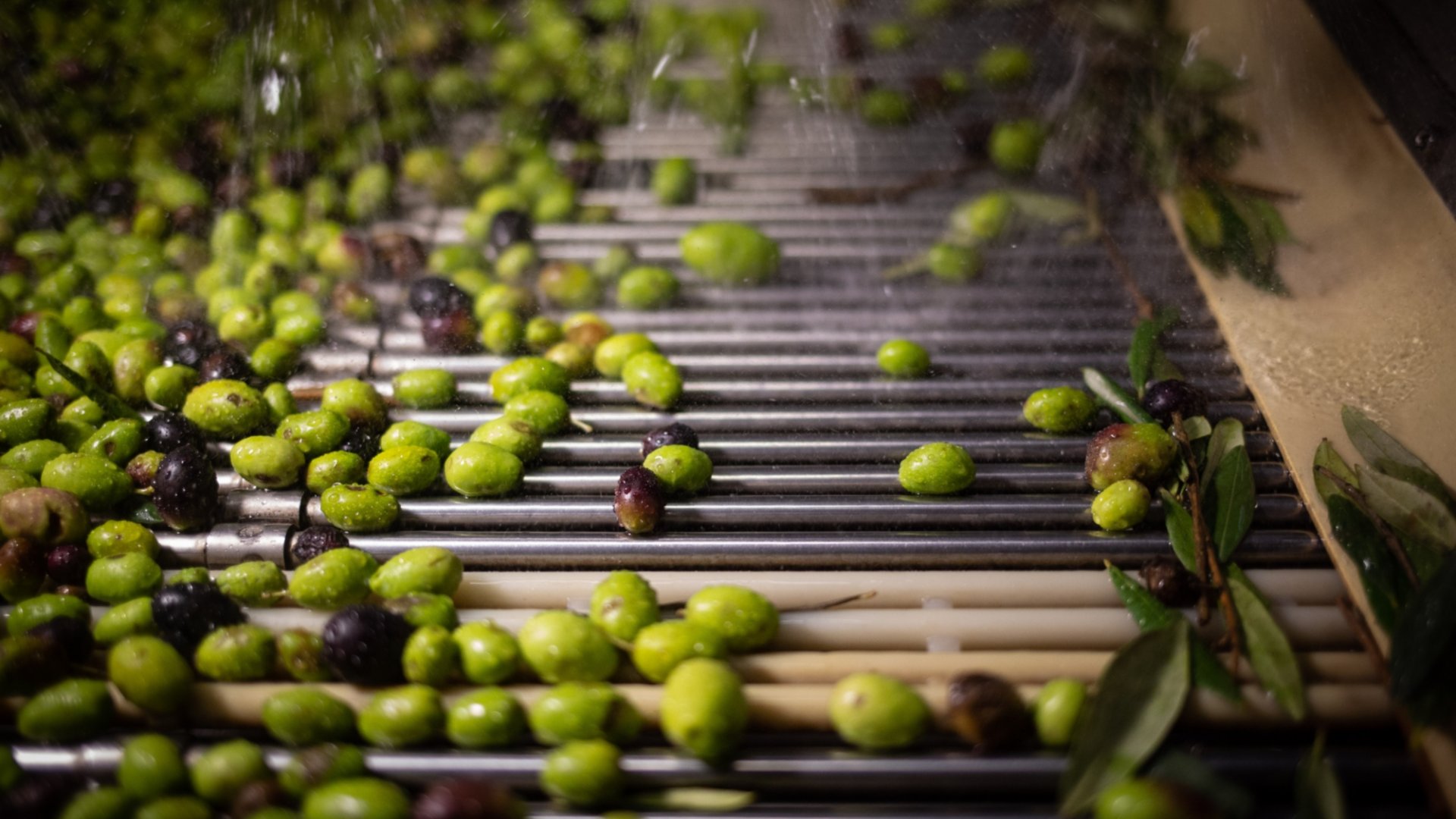 Tuscan olive oil mill tour with tasting ath Frantoio del Grevepesa