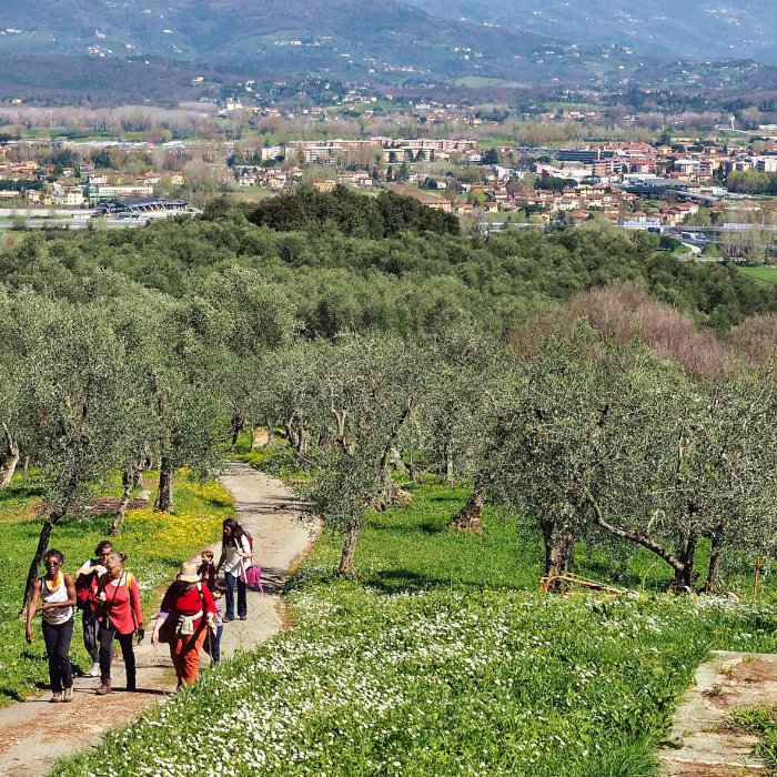 Walking on Lucca’s hills Walking on Lucca’s hills