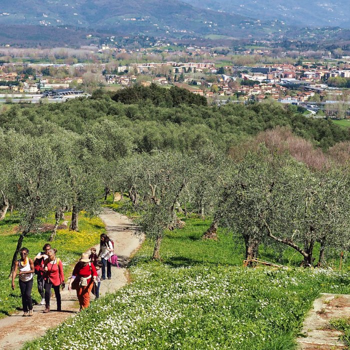 Tour a piedi sulle colline lucchesi