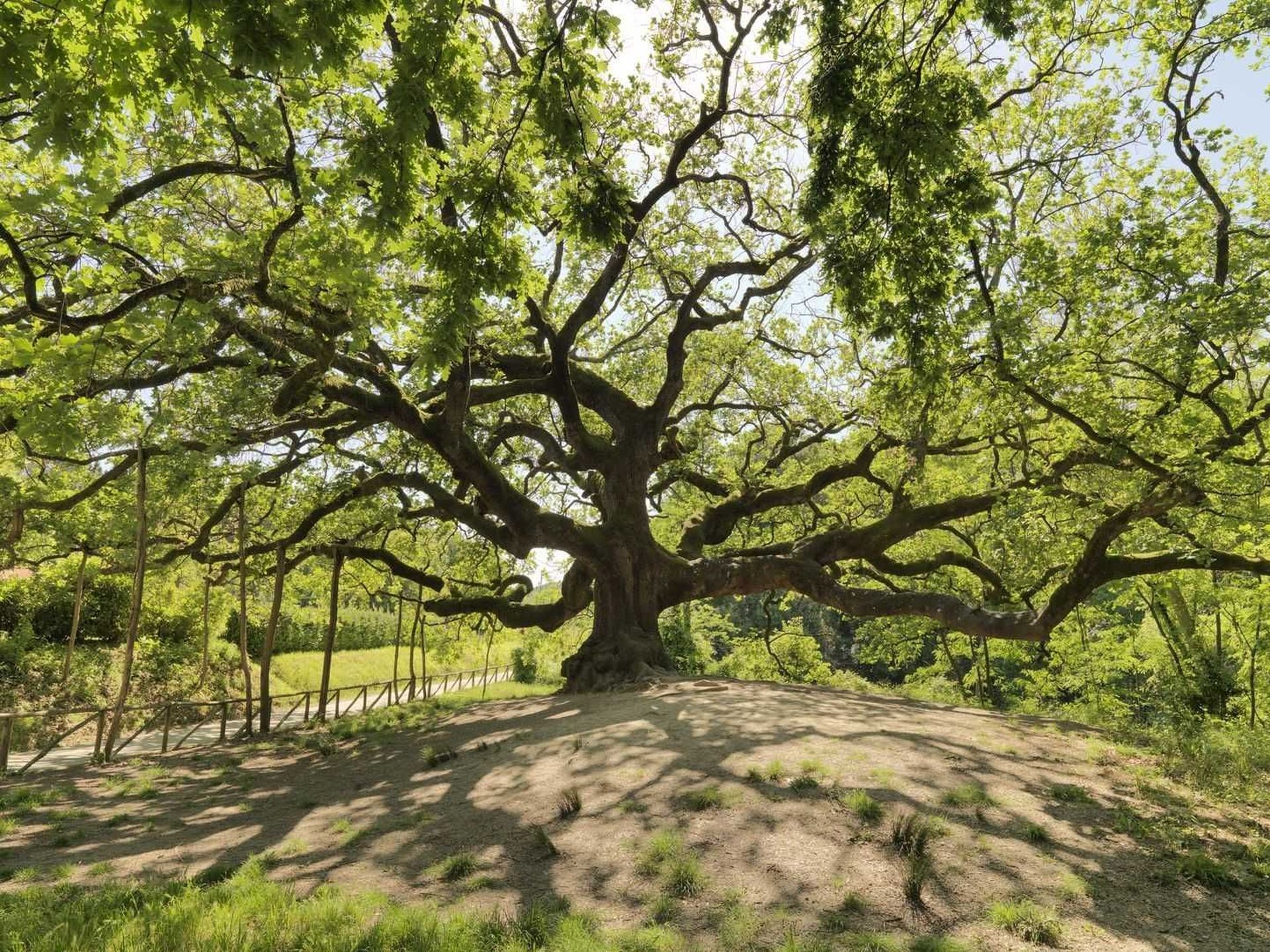 Quercia delle streghe a Capannori