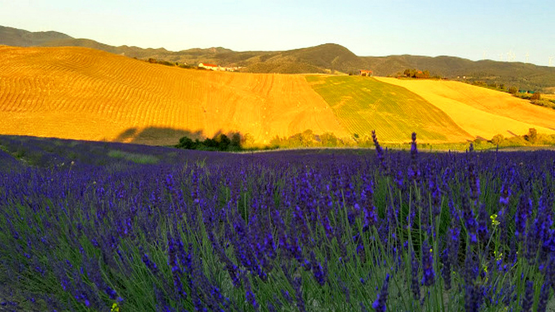 Campi di lavanda di Santa Luce