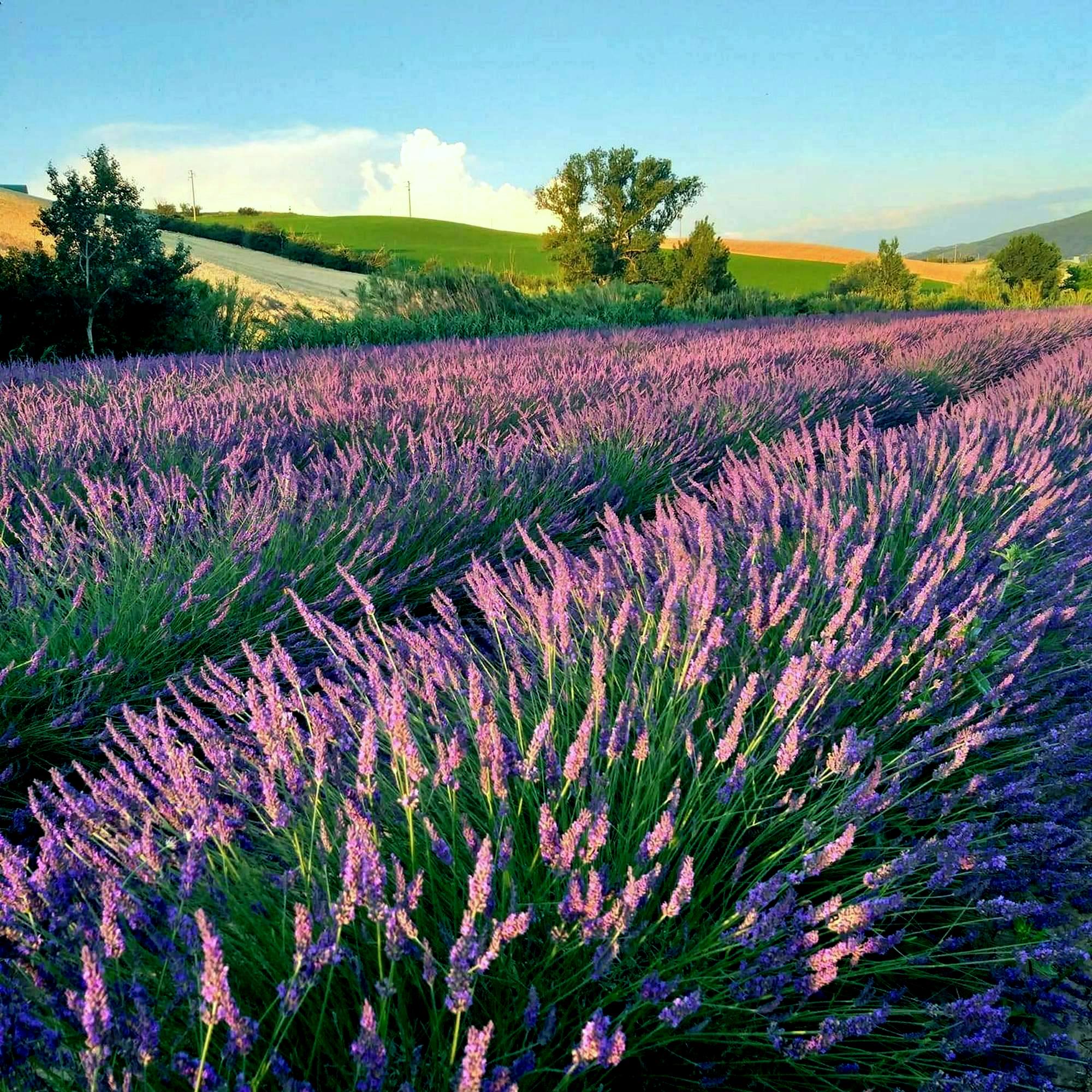Campi di lavanda di Santa Luce