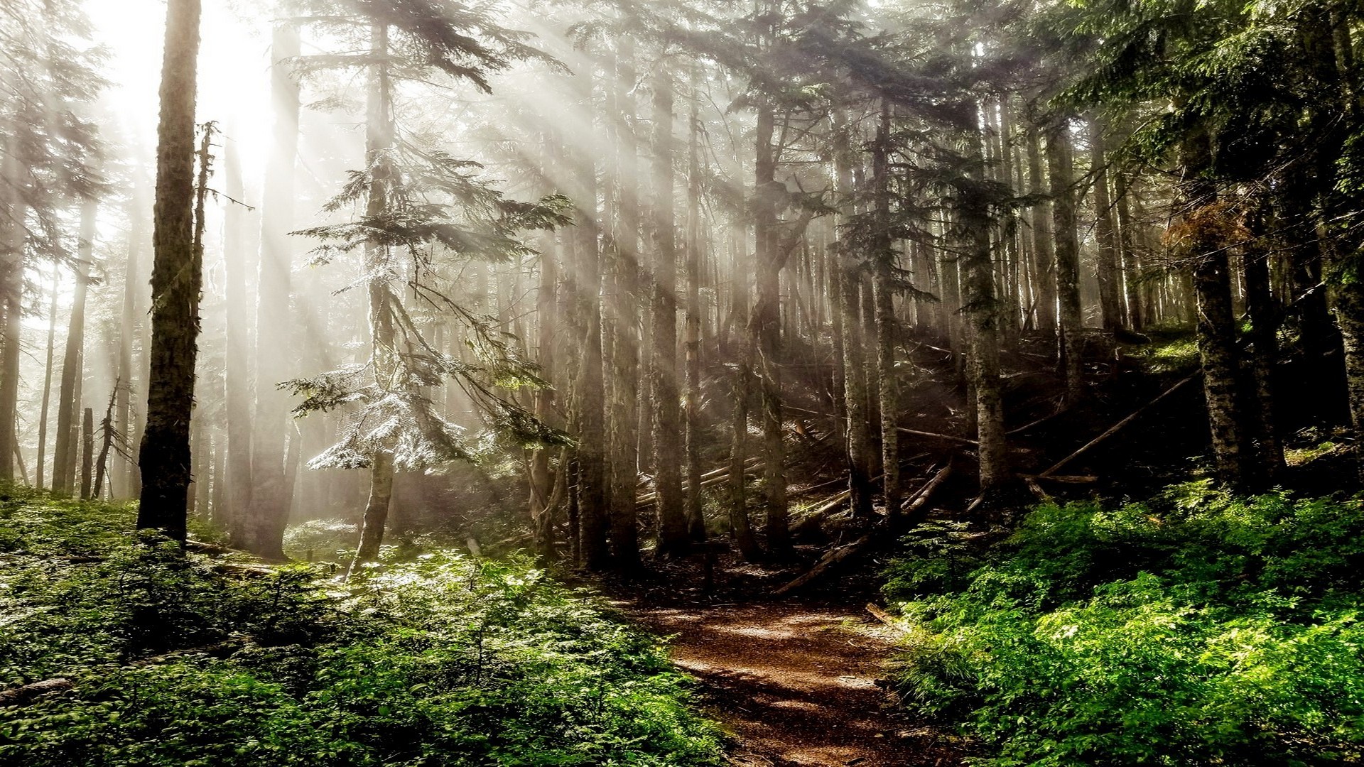 le foreste sacre casentinesi