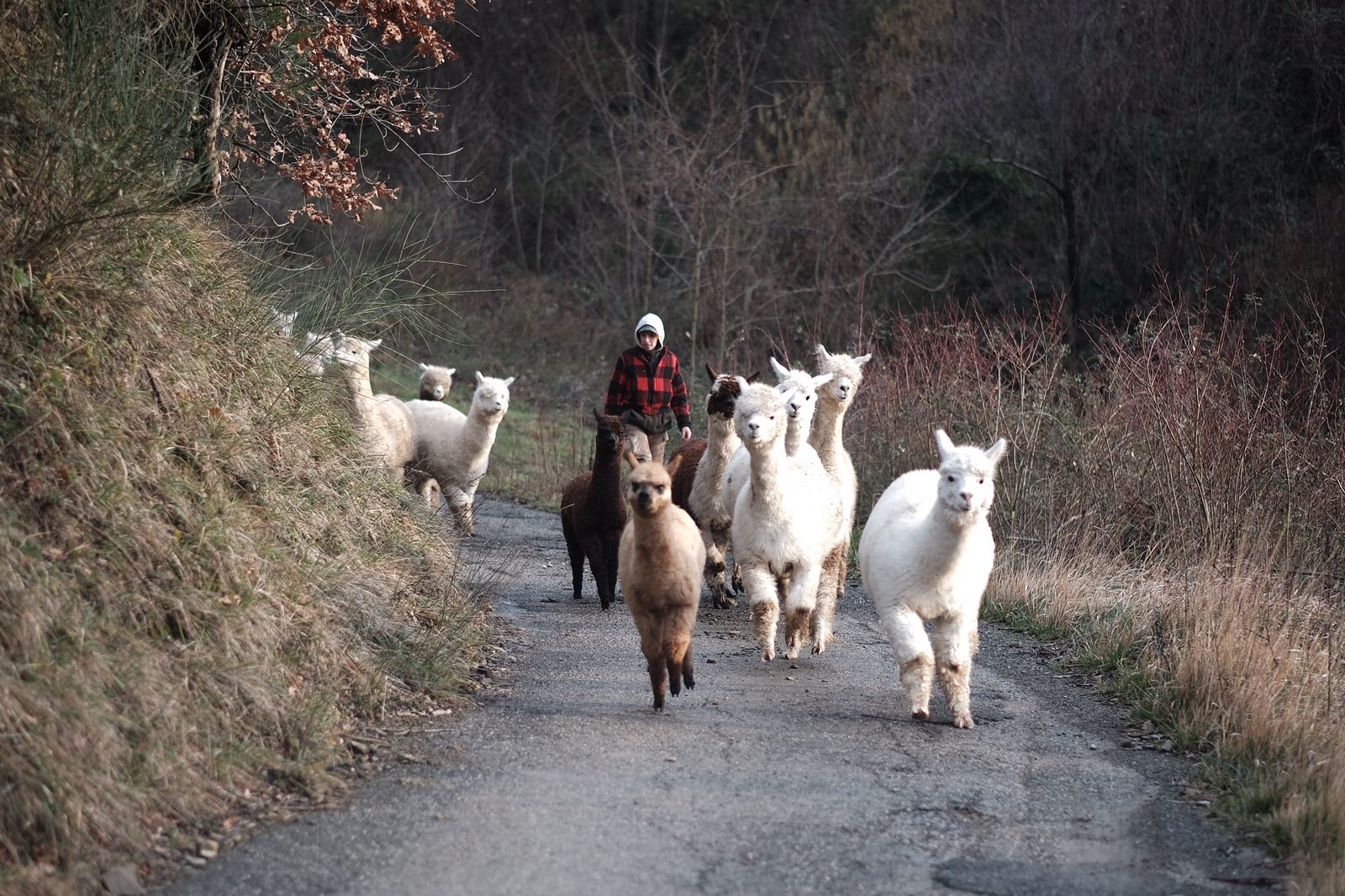 Conosciamo gli alpaca dell'Allevamento Anticofeudo di Vernio