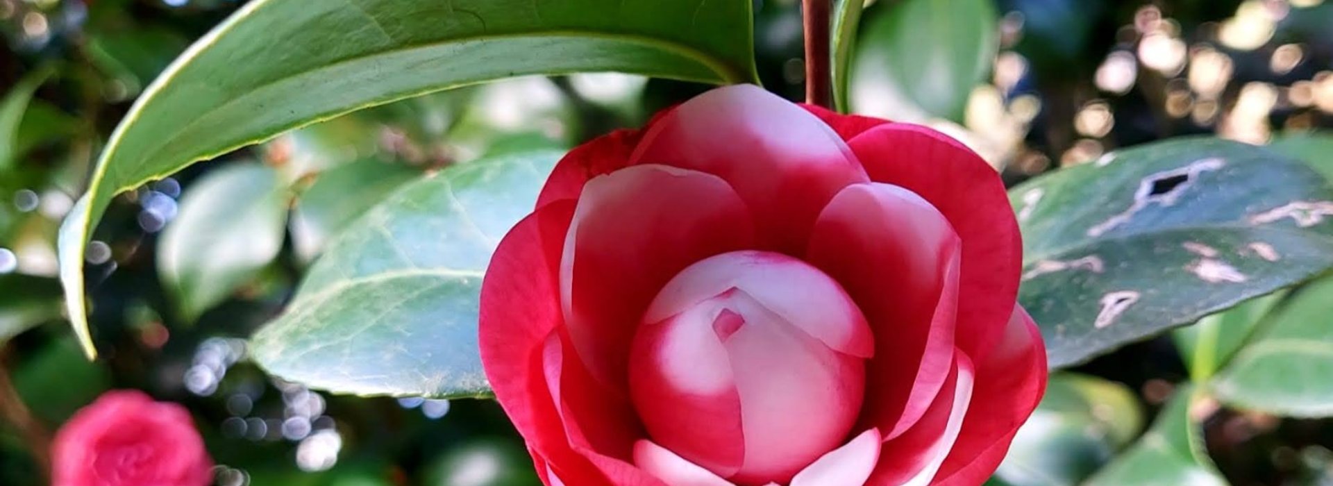 Escursione al borgo delle Camelie in fiore di S.Andrea e Pieve di Compito Escursione al borgo delle Camelie in fiore di S.Andrea e Pieve di Compito