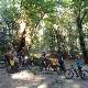 E-bike tour nella foresta millenaria di Camaldoli, nel cuore del Parco Nazionale delle Foreste Casentinesi