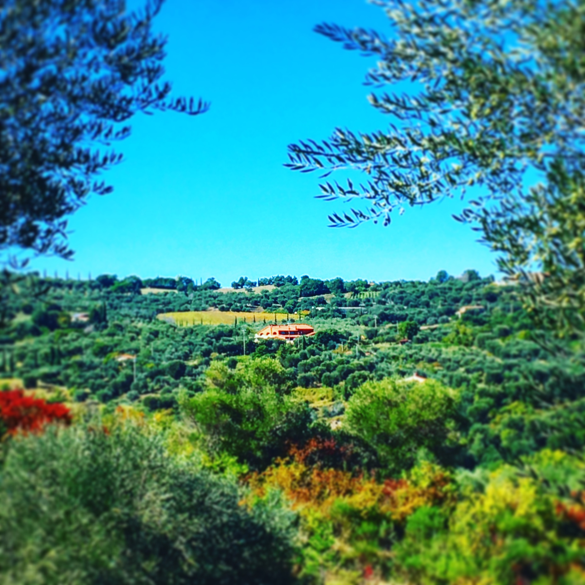 Visita ai Poderi Borselli con degustazione di olio e vino alle pendici del Monte Amiata