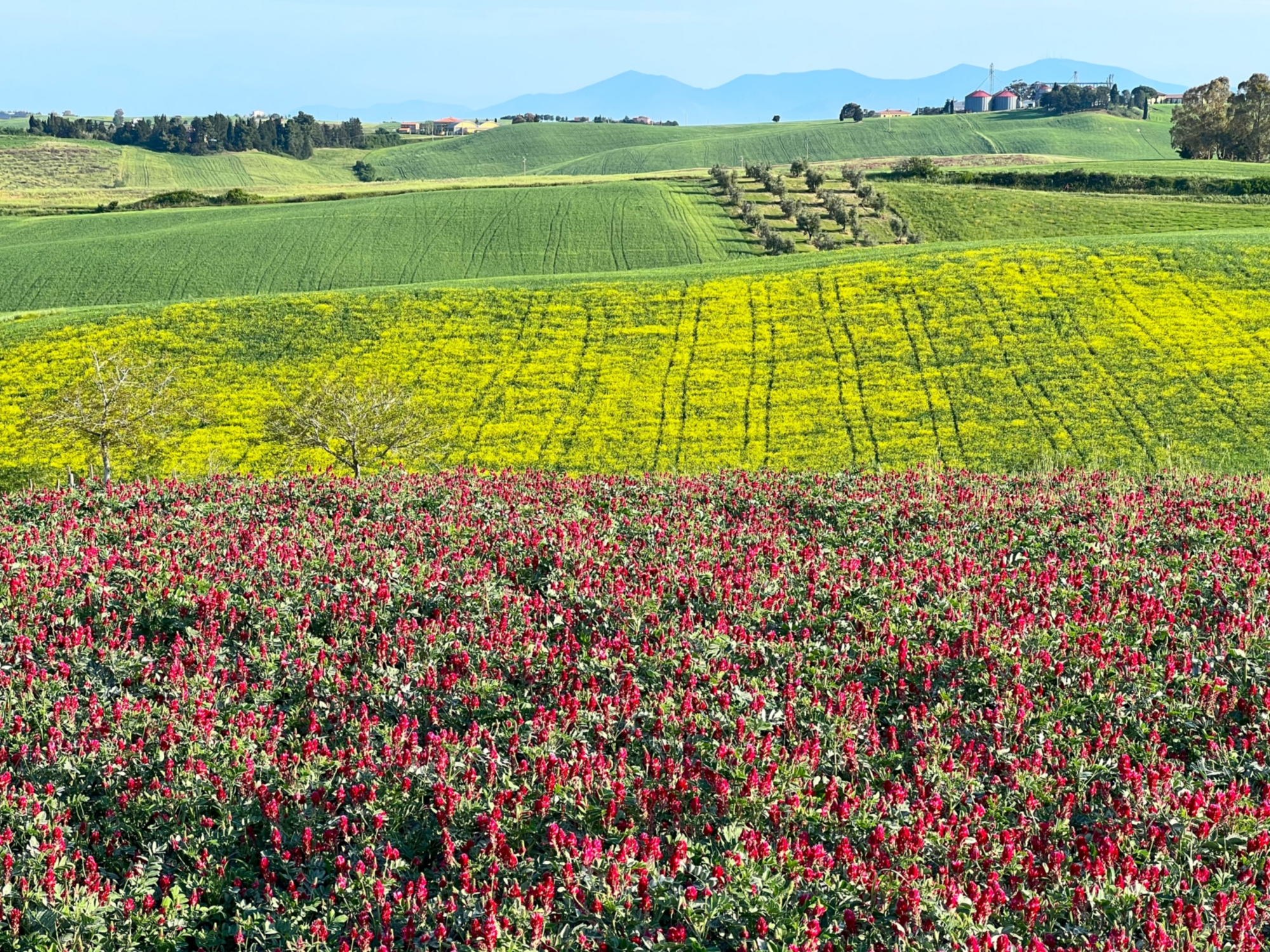 Campo di sulla