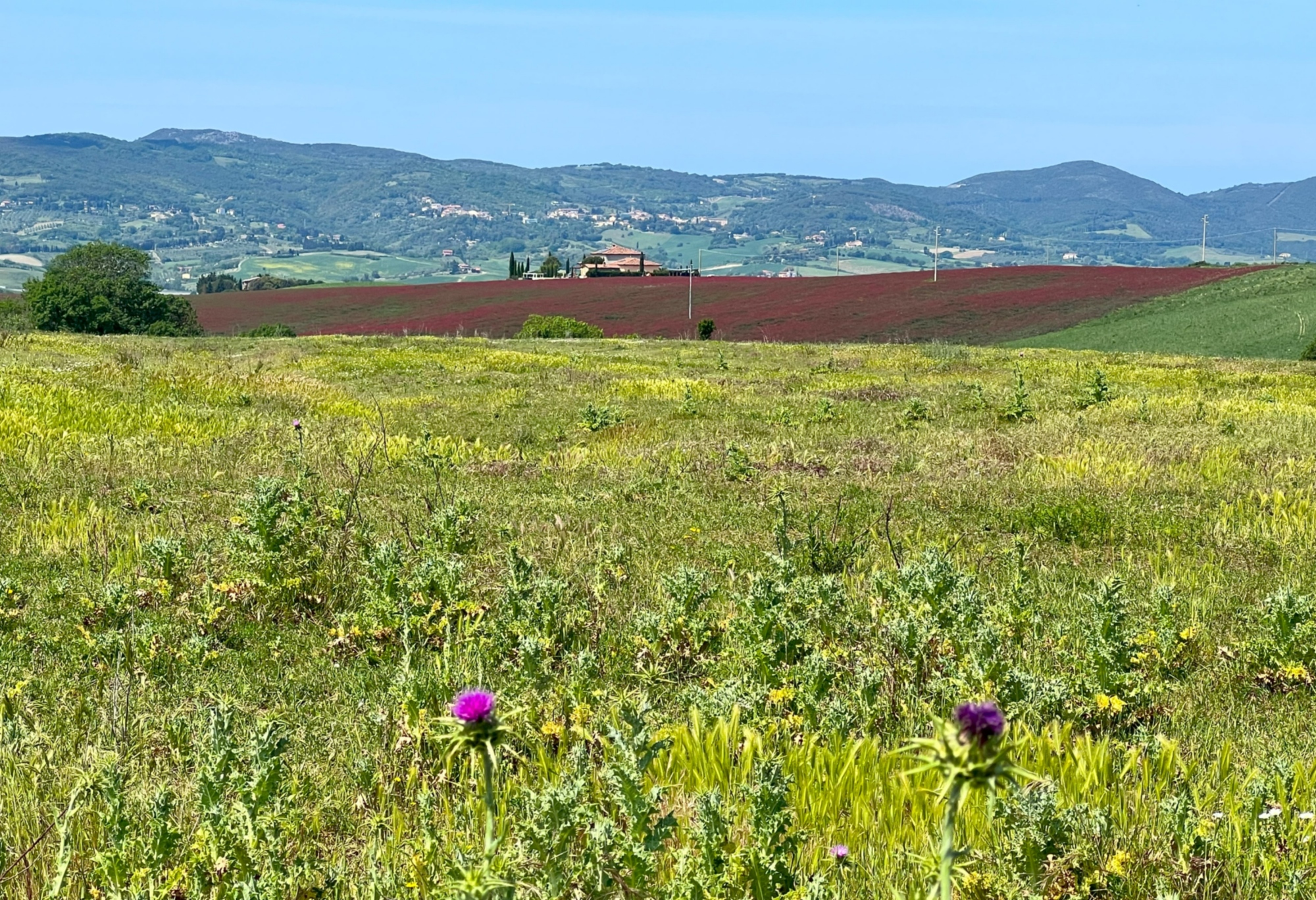 Campi di Sulla a Santa Luce