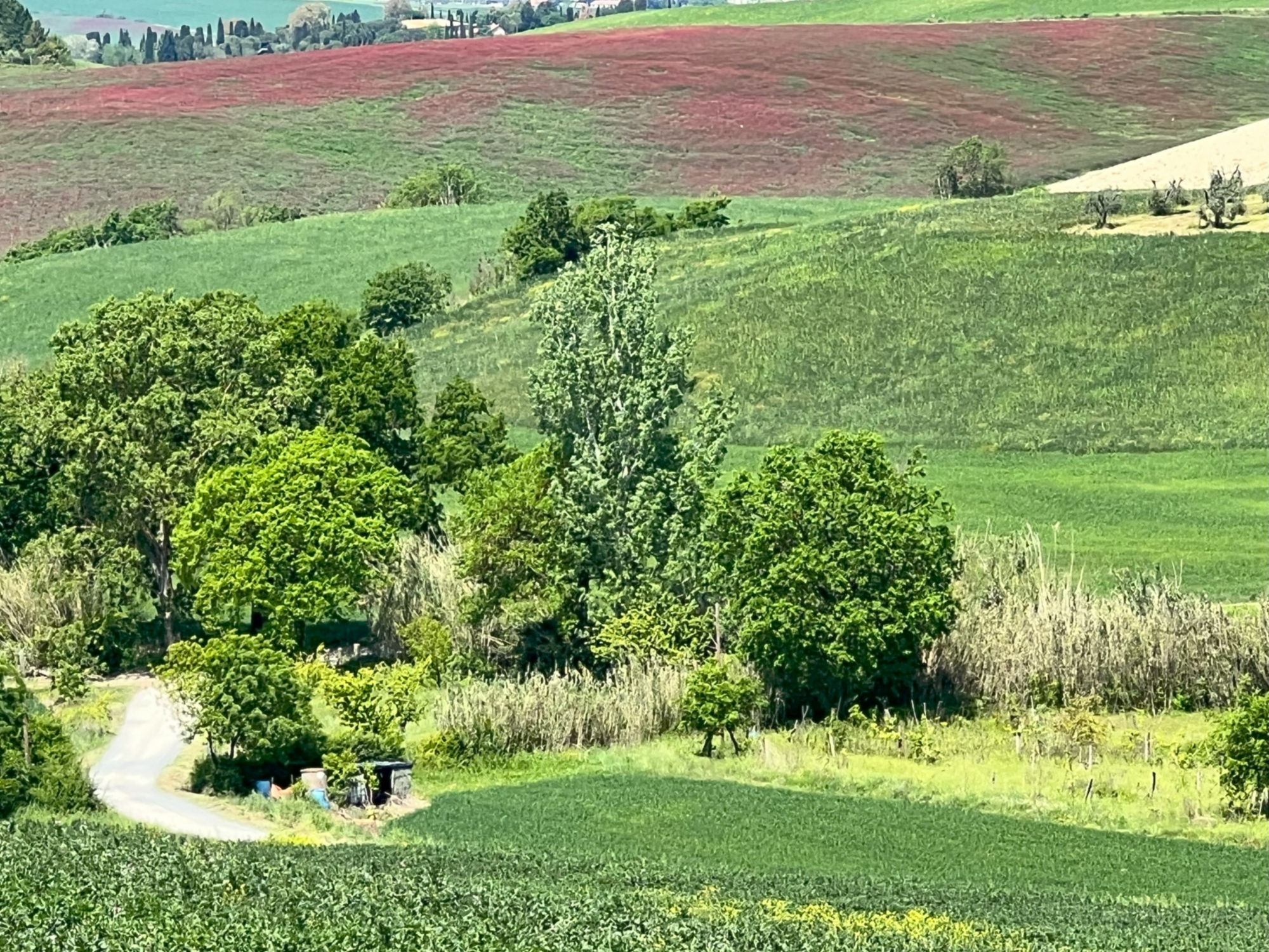 Campi di Sulla a Santa Luce