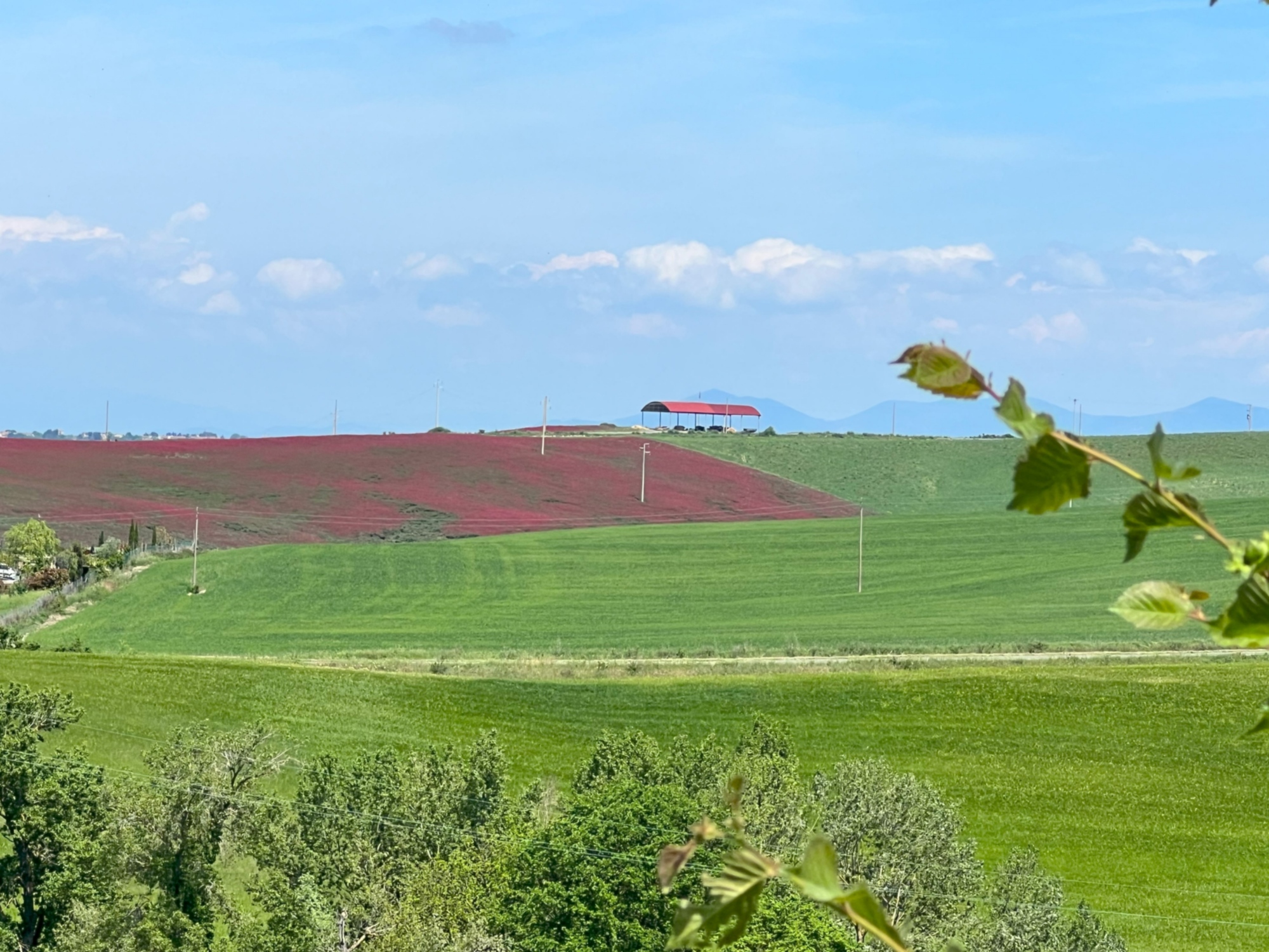 Campi di Sulla a Santa Luce