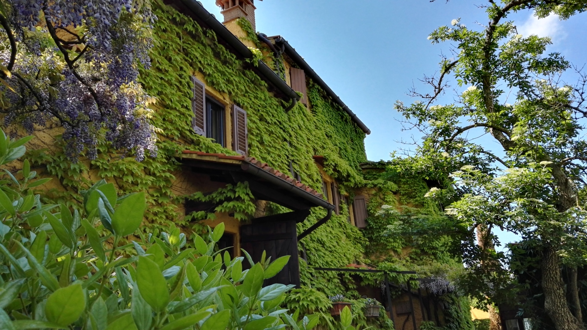 The façade of the farmhouse covered in green ivy