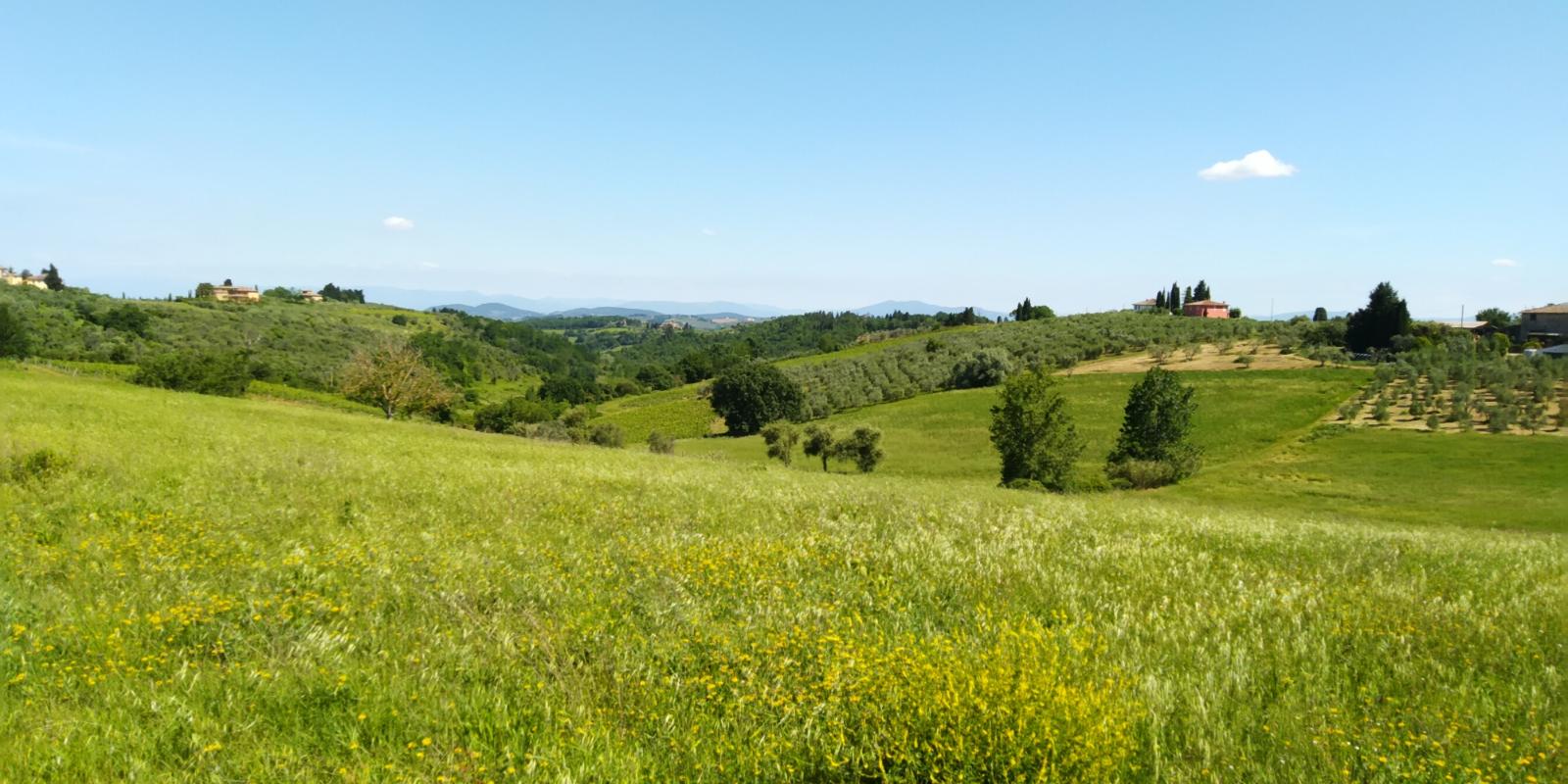 Colline fiorentine Colline fiorentine