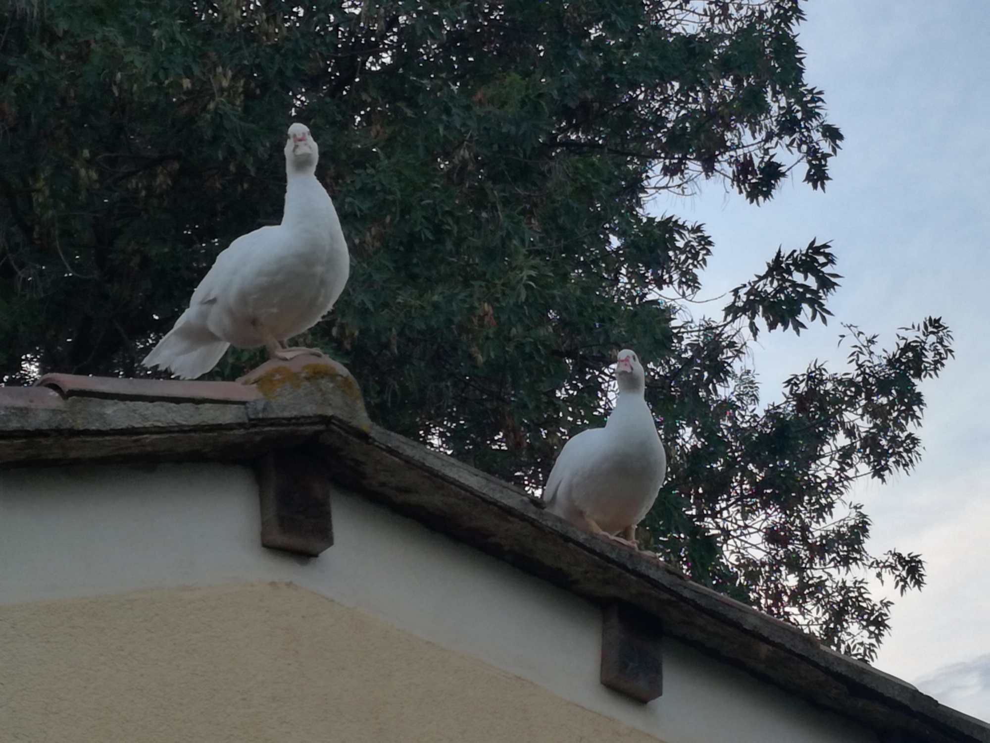 Agriturismo in Maremma con piscina e animali