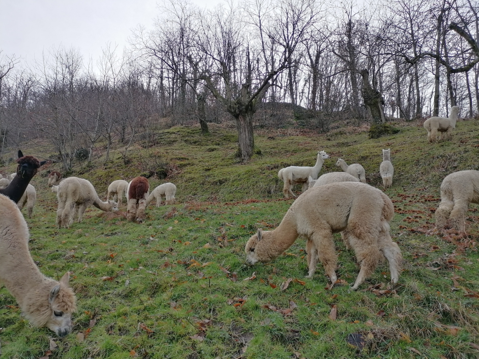 Allevamento alpaca Anticofeudo