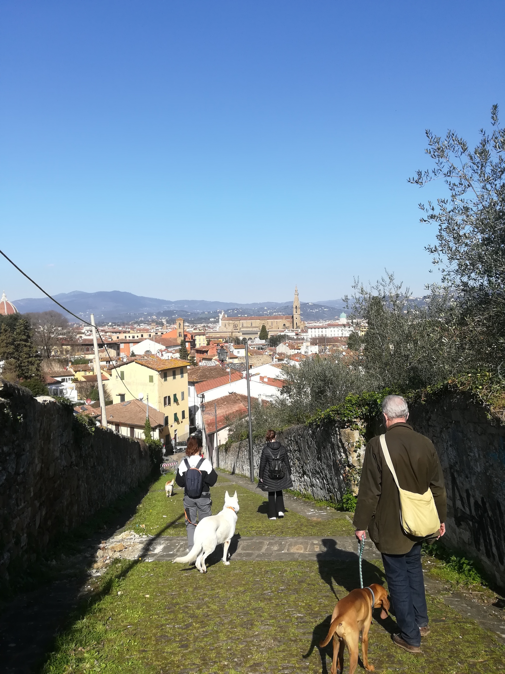 Dog trekking a Firenze