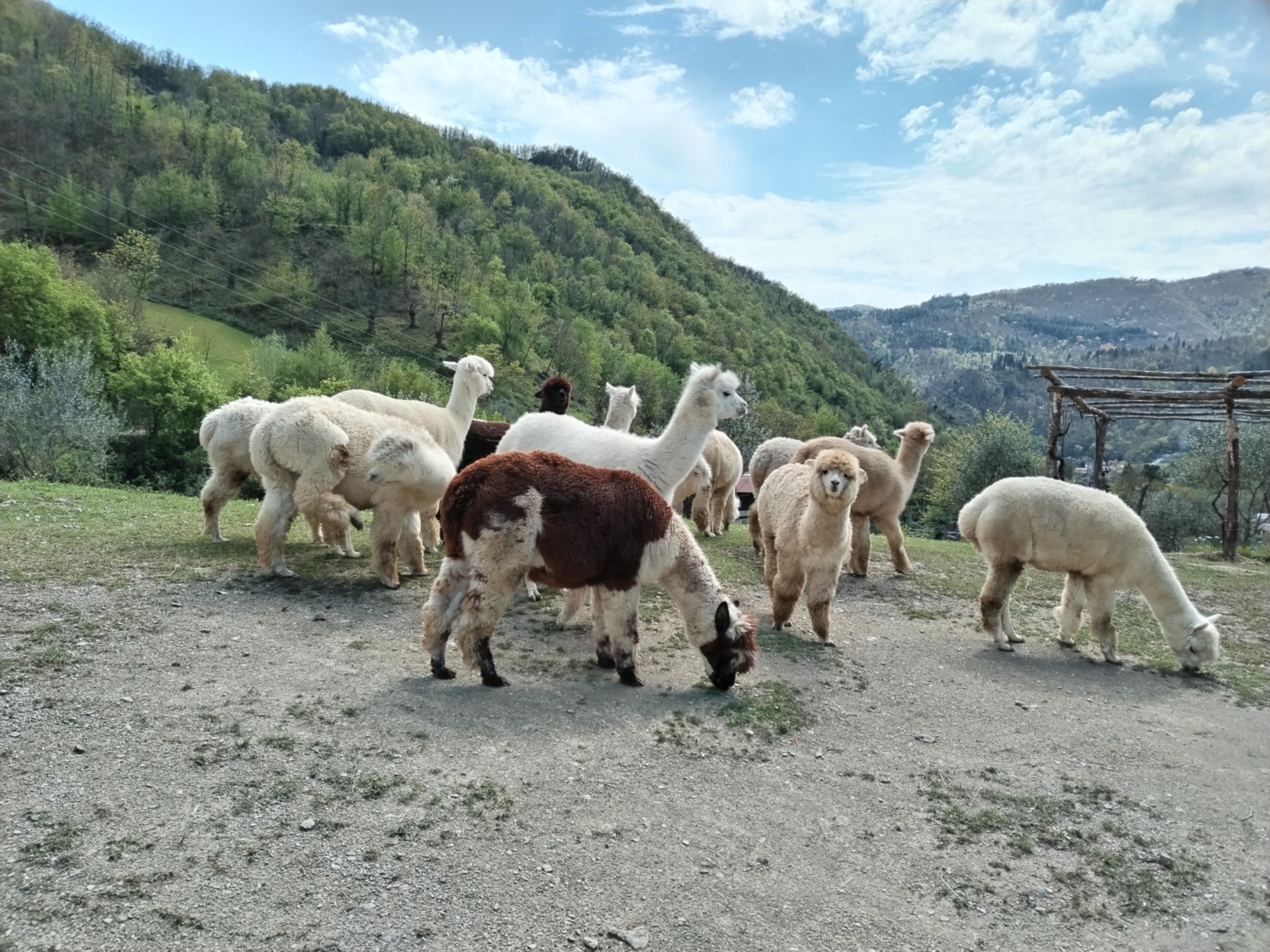 Conosciamo gli alpaca dell'Allevamento Anticofeudo di Vernio