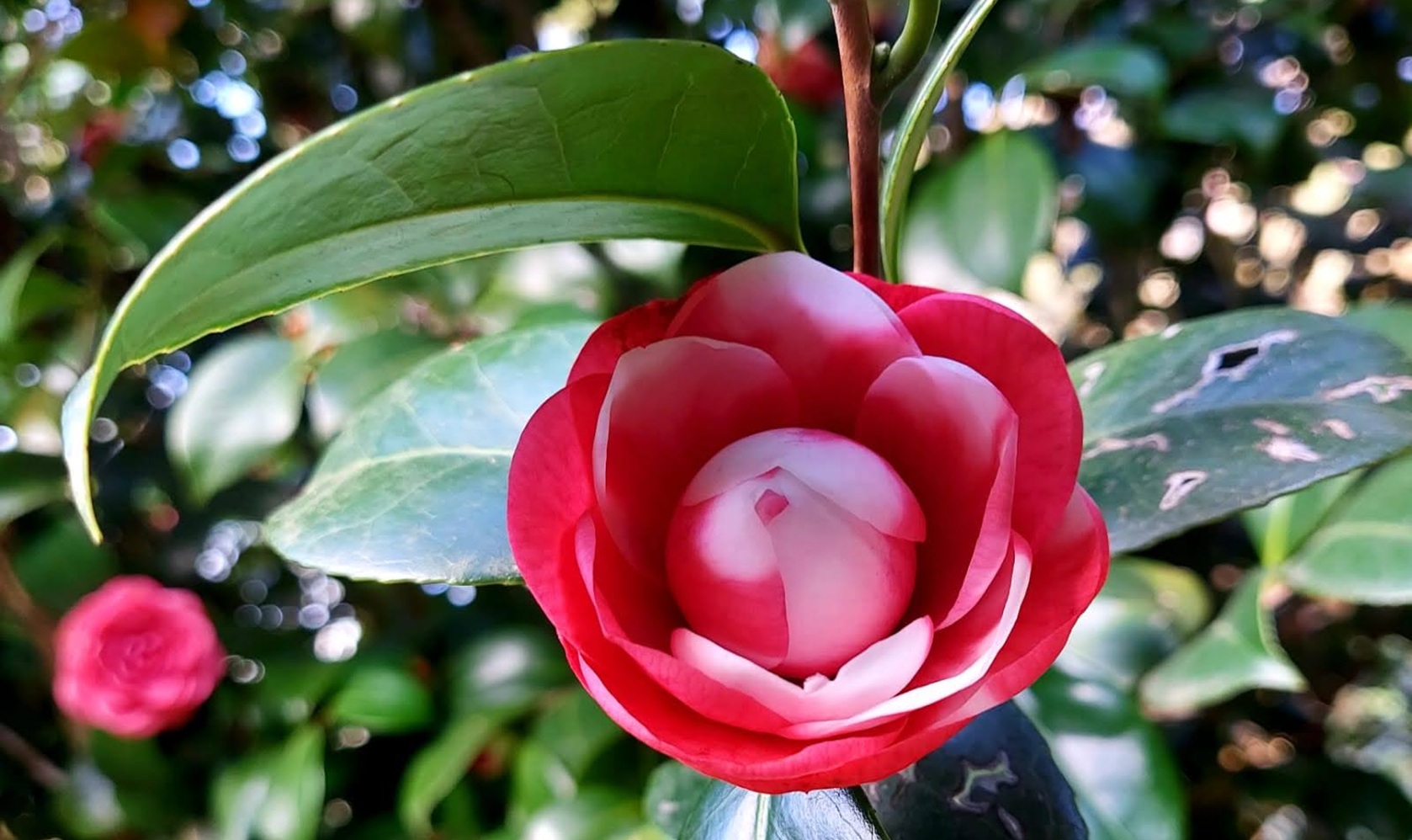 Escursione al borgo delle Camelie in fiore di S.Andrea e Pieve di Compito
