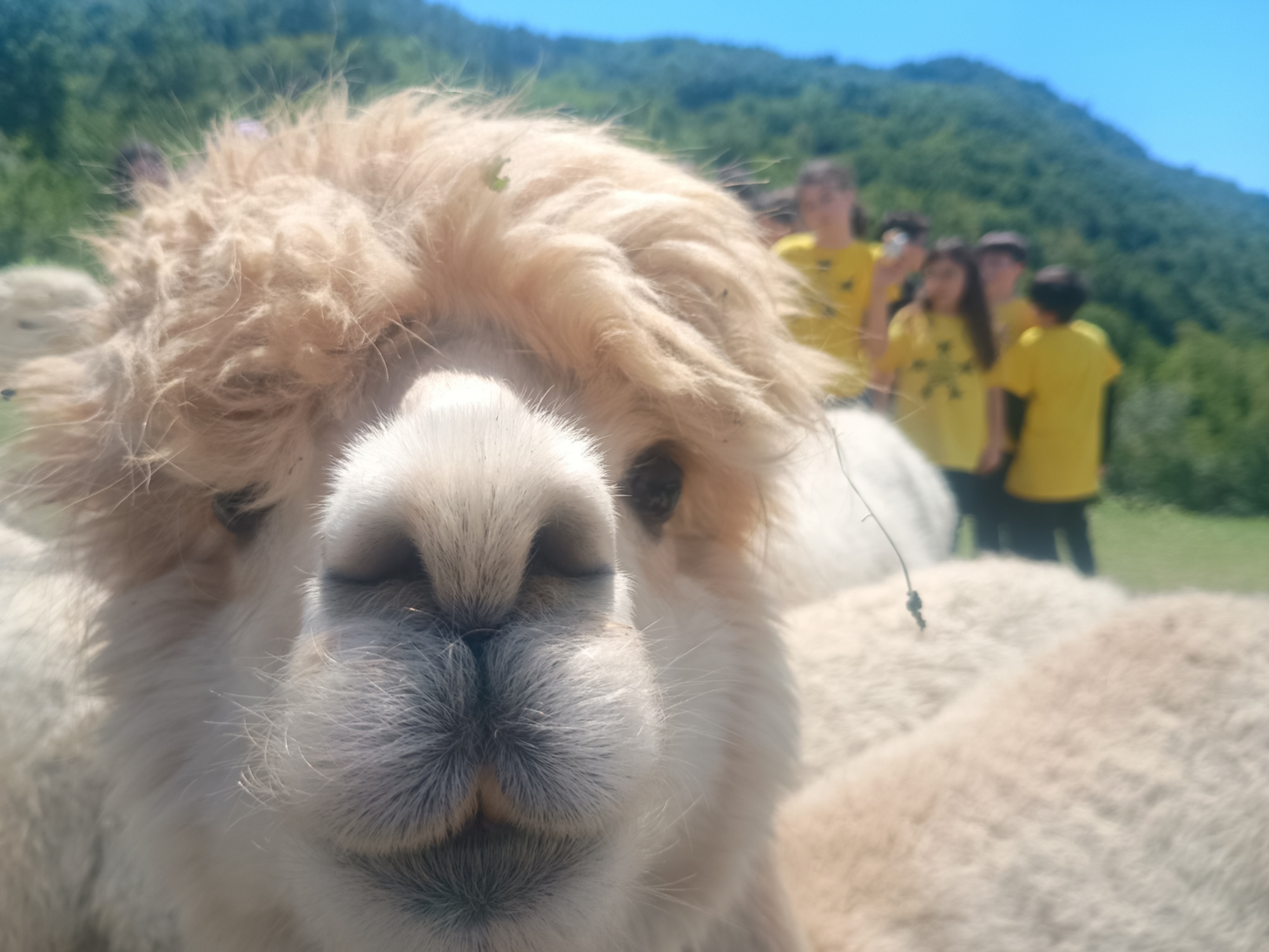 Allevamento alpaca Anticofeudo