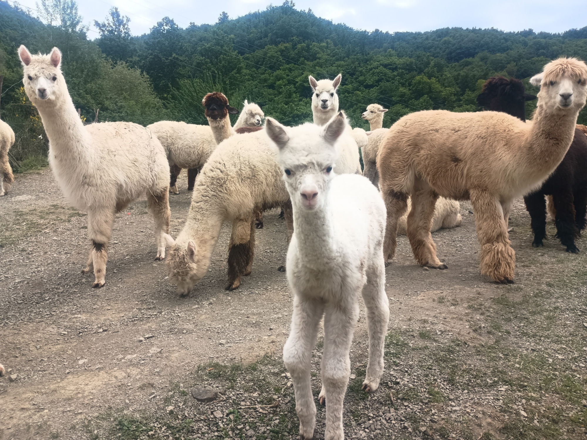 Allevamento alpaca Anticofeudo