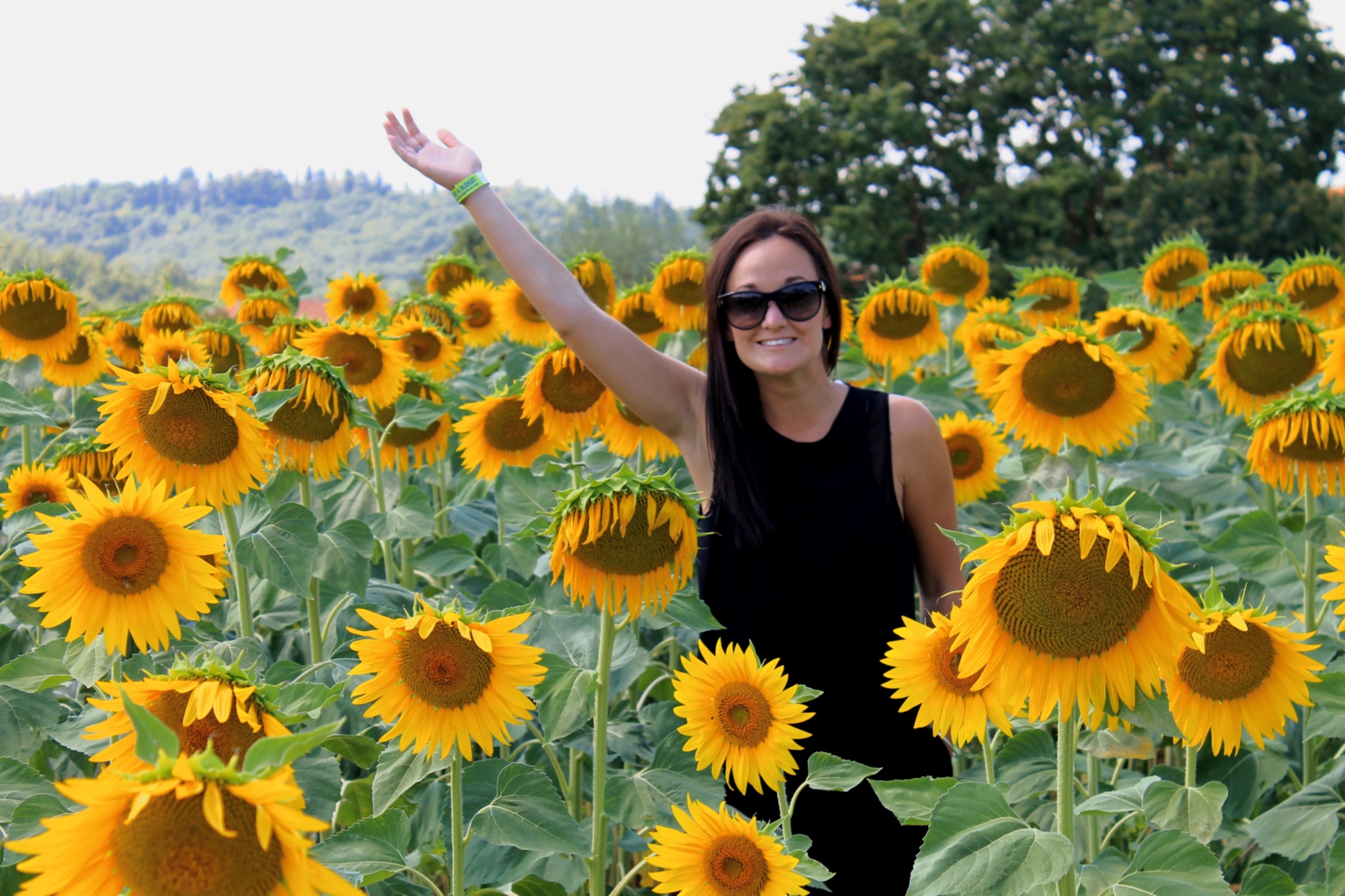 sunflowers