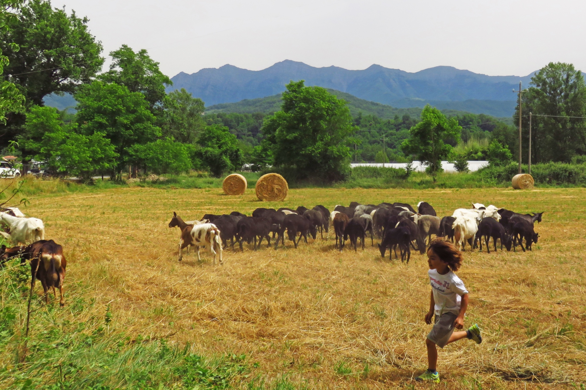 A day with the shepherd