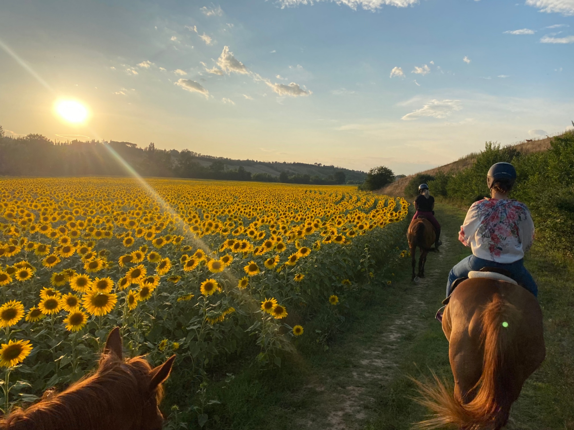 Fattoria didattica e passeggiata a cavallo nelle colline senesi