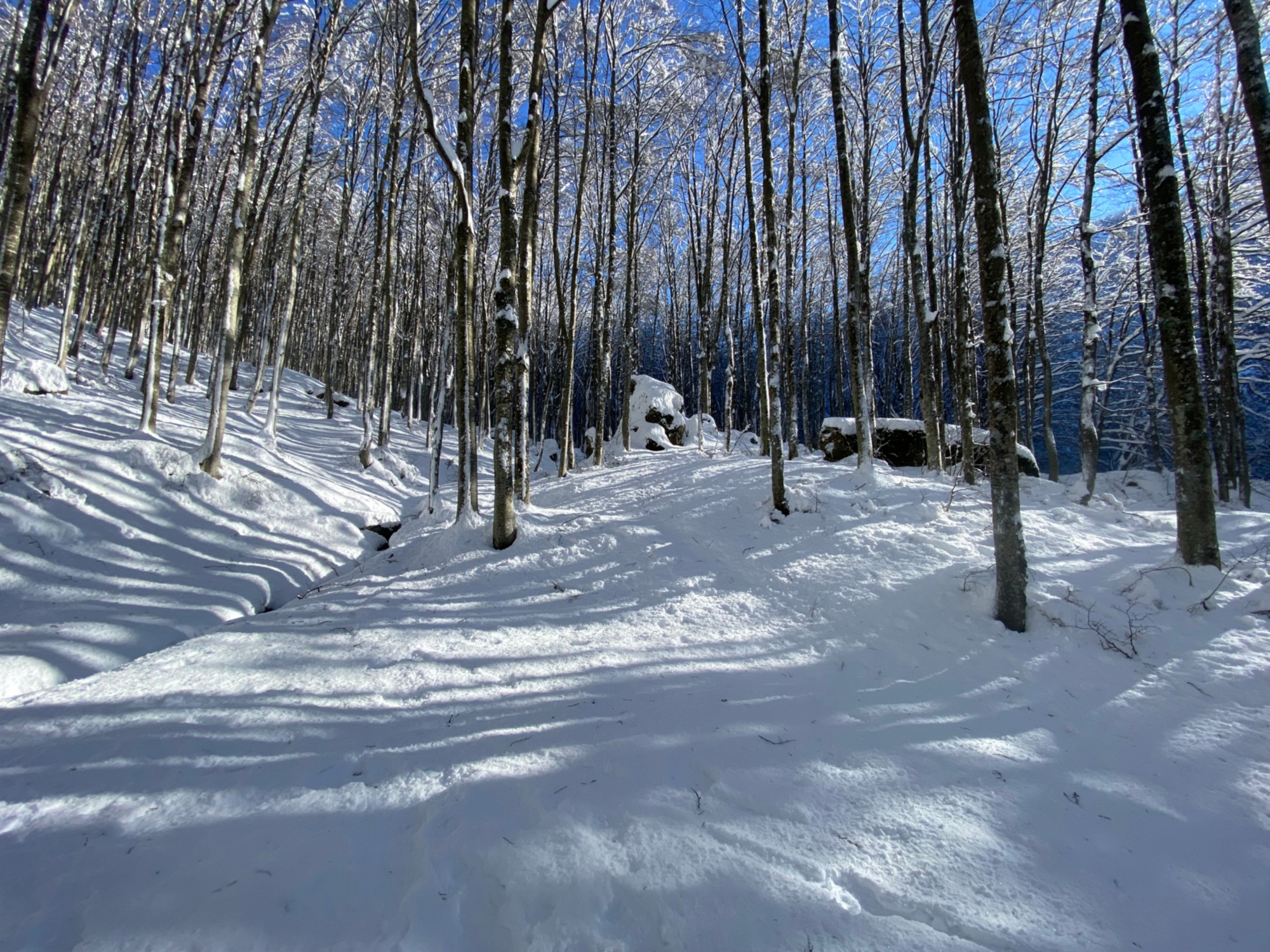 Escursioni sulla neve con le ciaspole