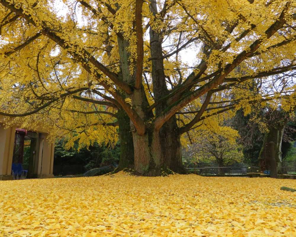 El nogal del Japón del Jardín Botánico de Lucca en otoño