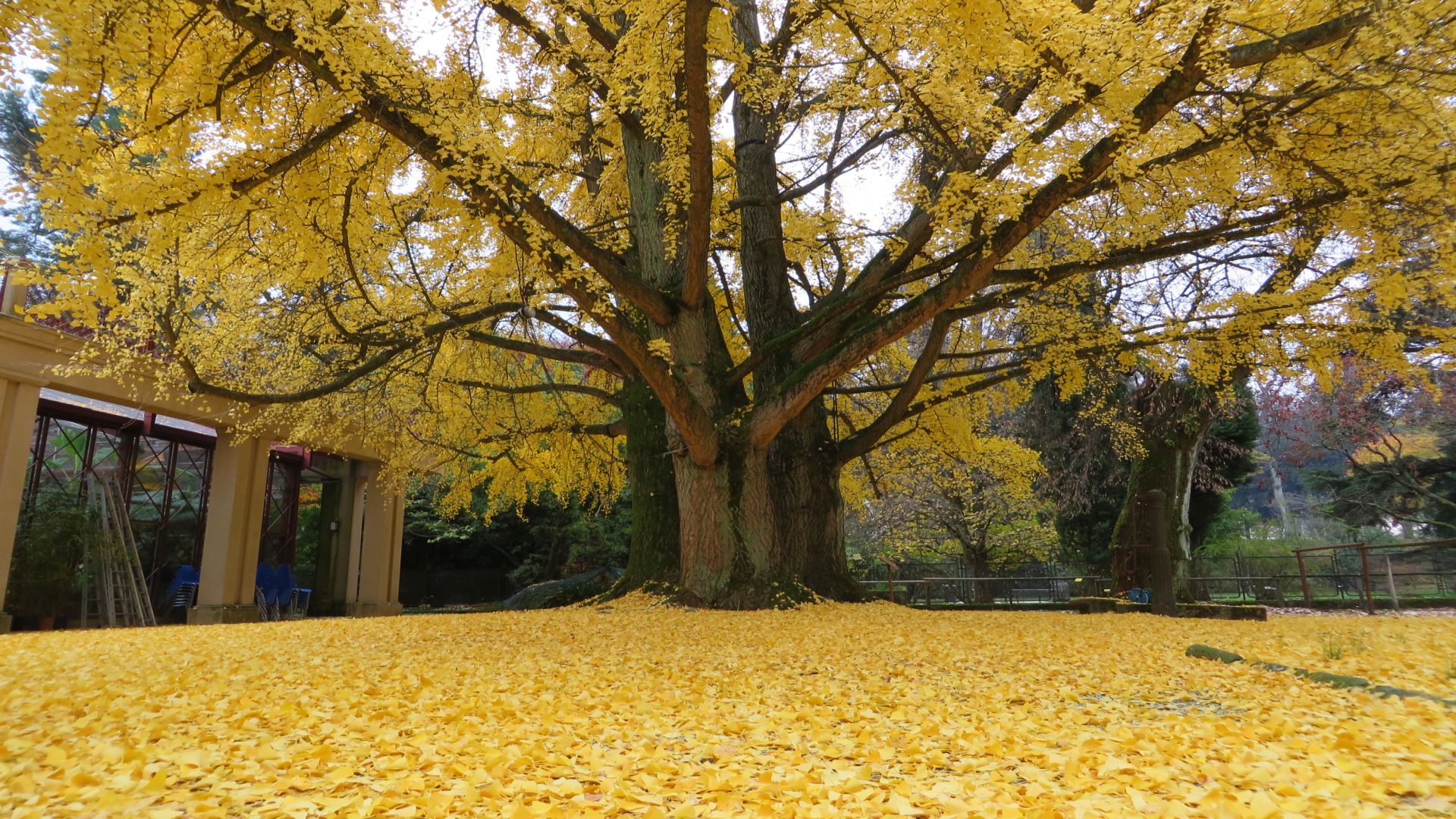 Der Gingko biloba des Botanischen Gartens von Lucca im Herbst