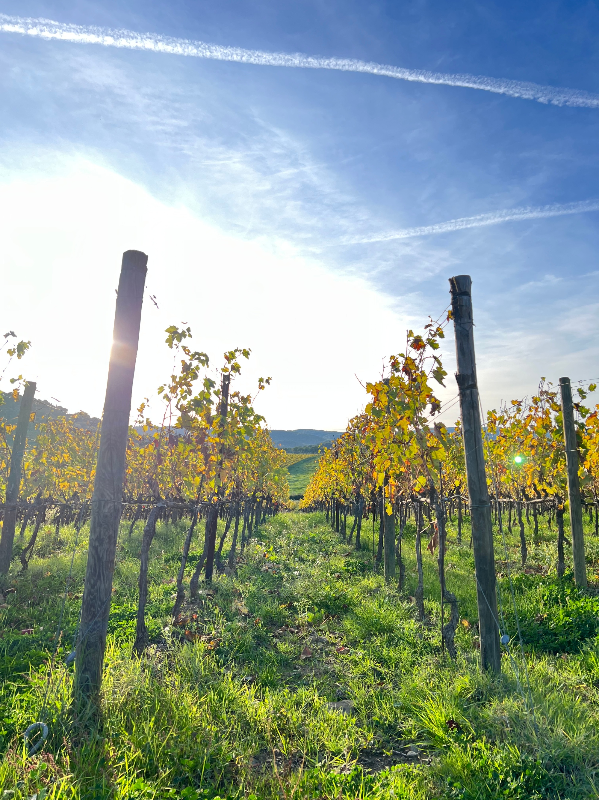 Wine tastings and visit to an historic cellar in Montalcino