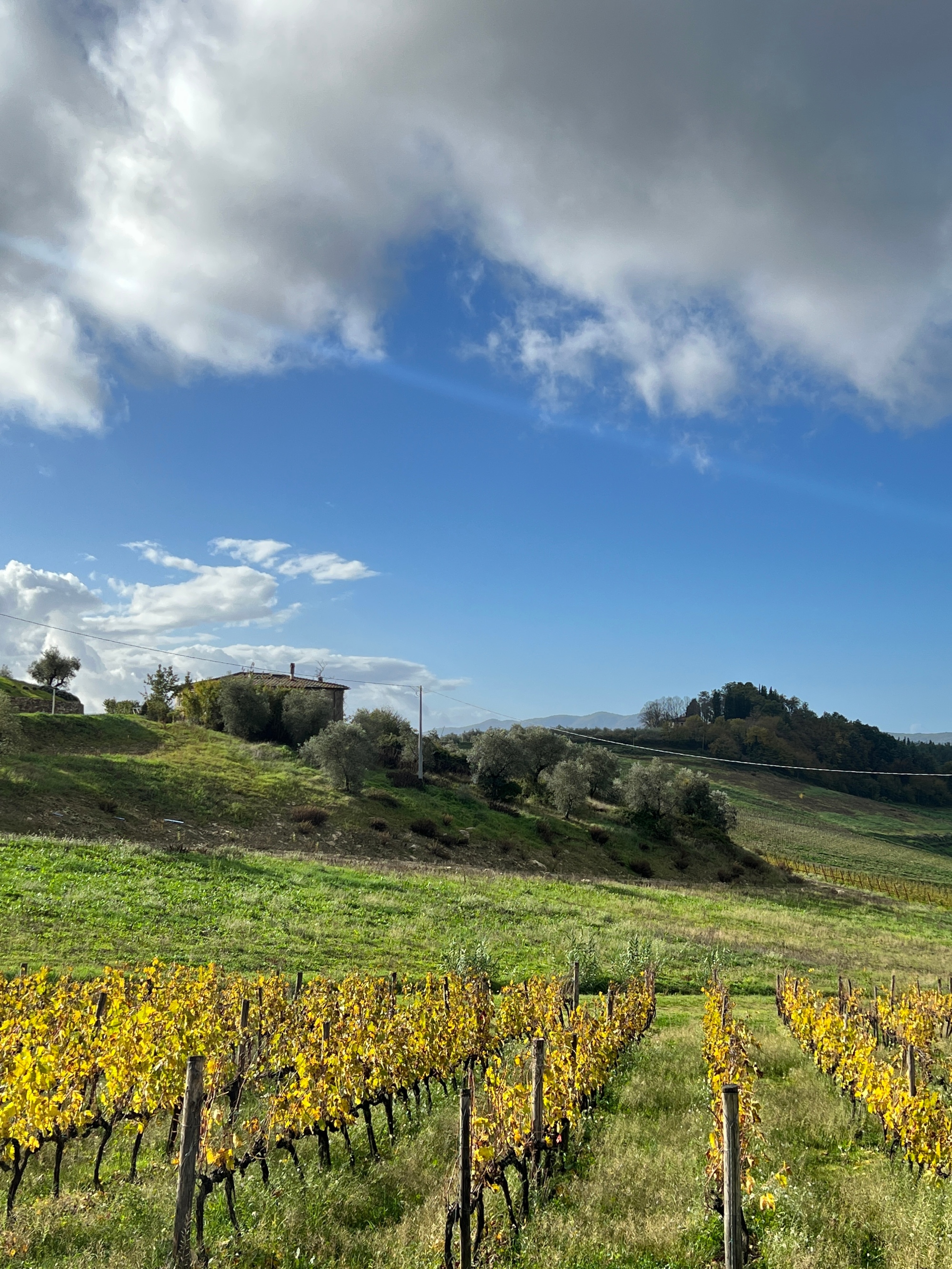 Full day Chianti Classico wine tour around Greve in Chianti