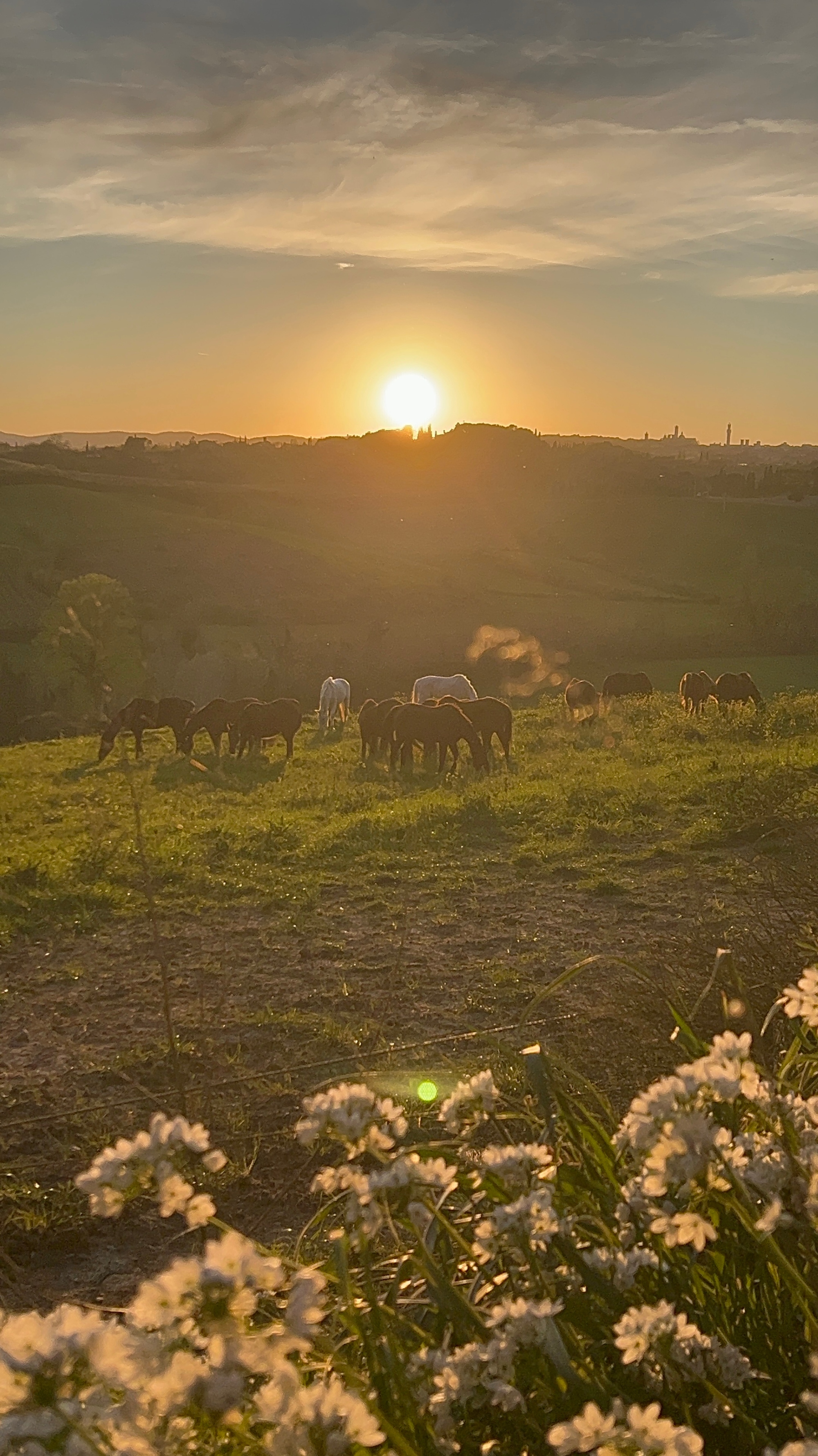 Passeggiata a cavallo tra storia e natura