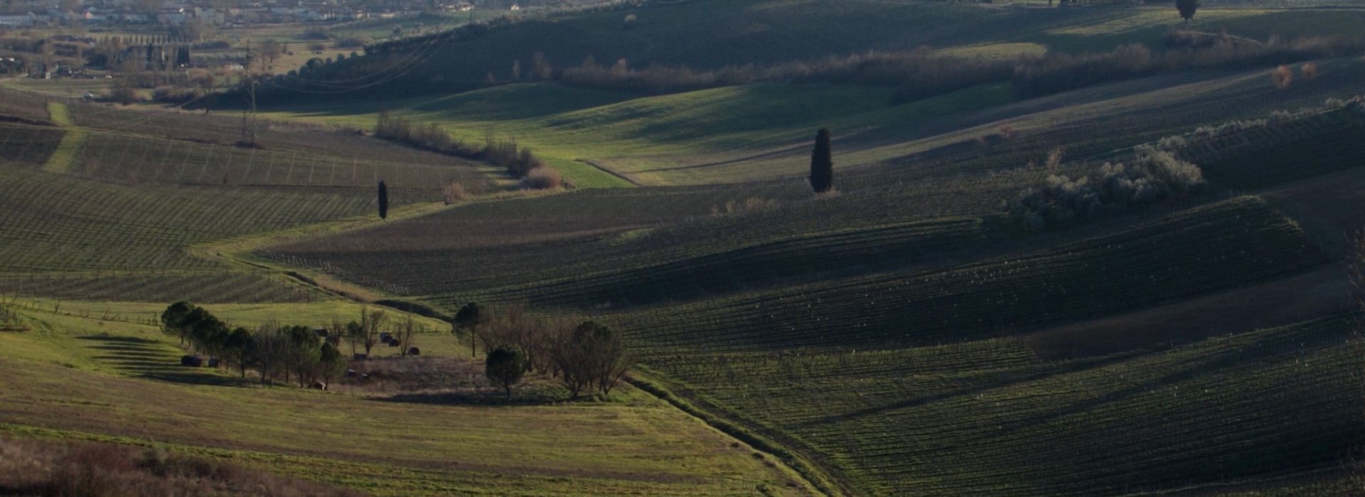 Esperienza di guida e degustazione nelle terre natali di Leonardo Da Vinci