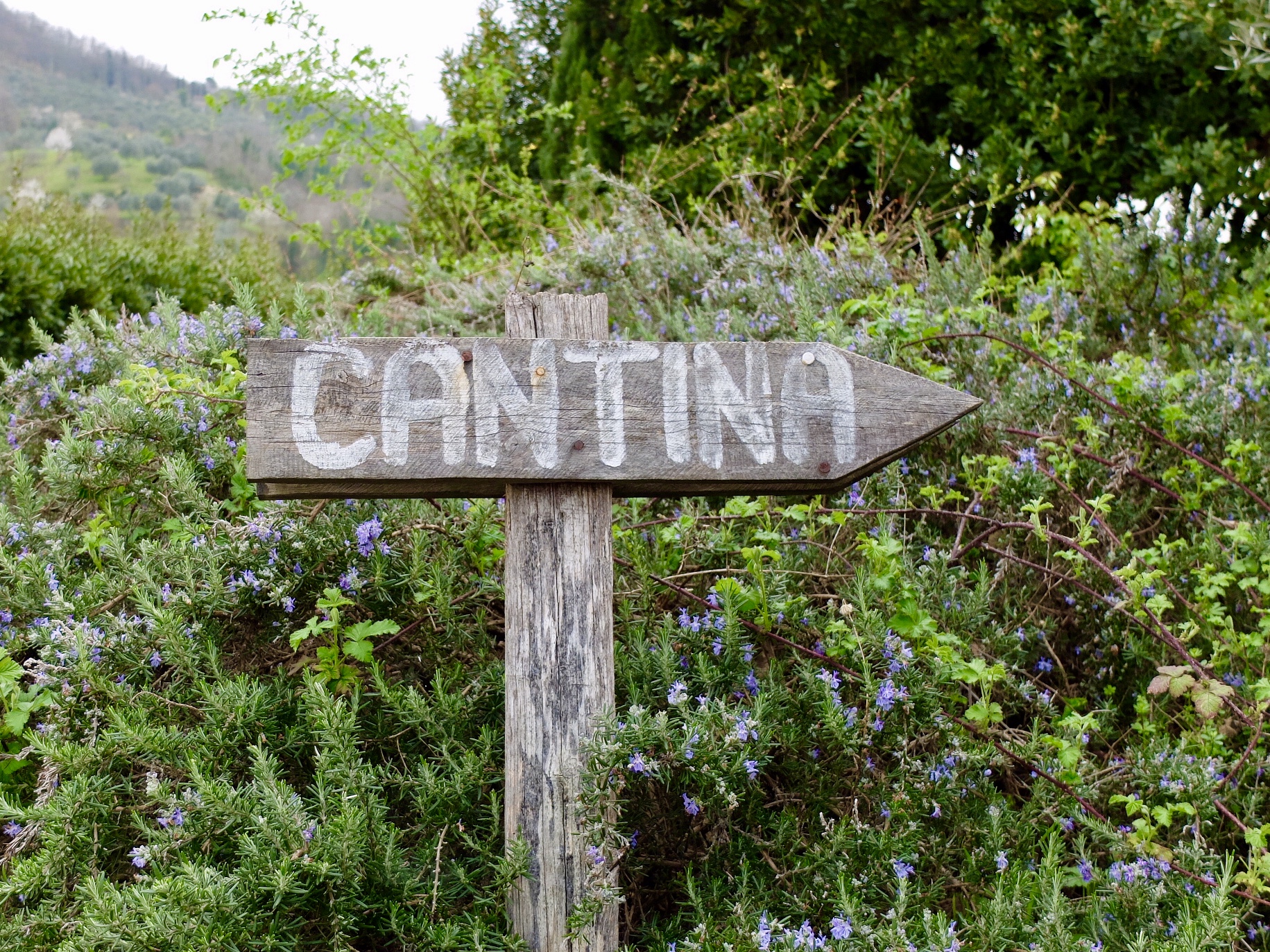 Wineries in Mugello