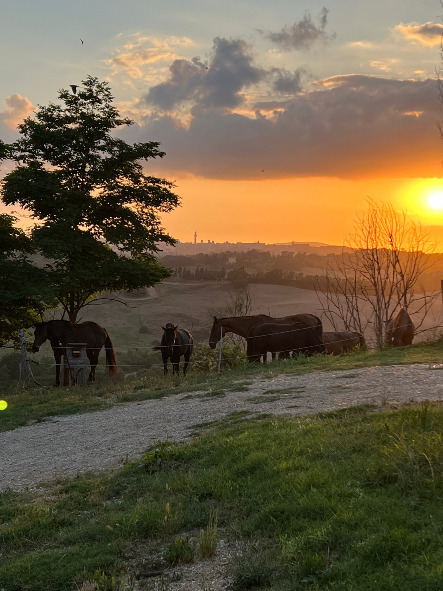 Fattoria didattica e passeggiata a cavallo nelle colline senesi