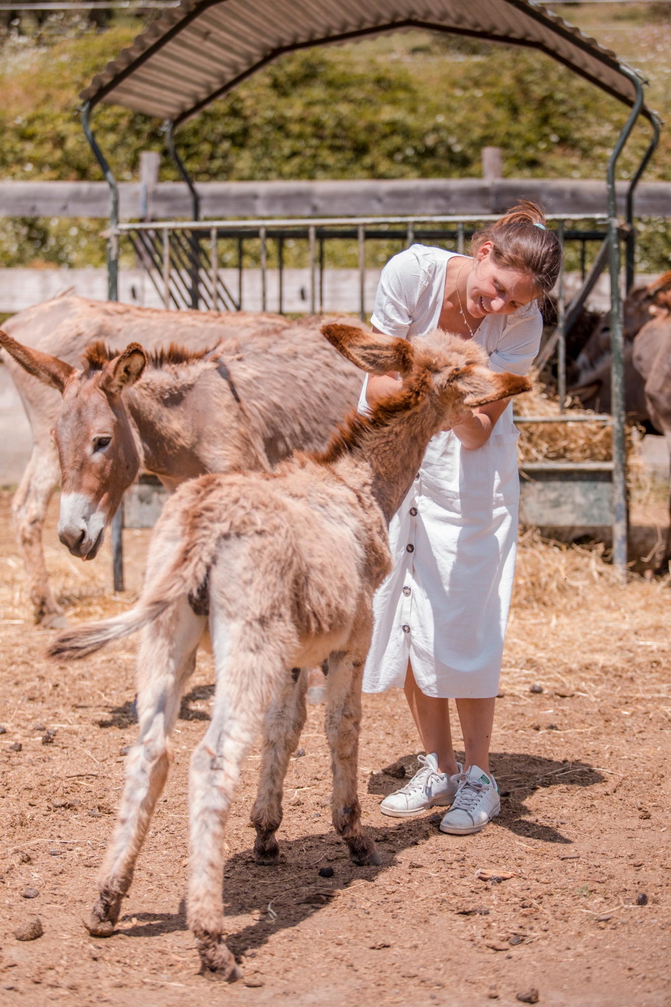 Donkey Experience in Tuscany: animal care and nature at Fattoria di Maiano