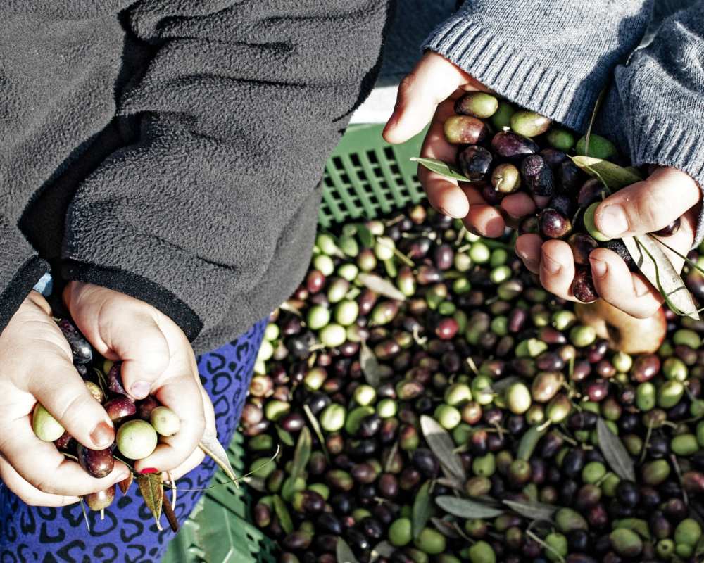 Children during the olive harvest
