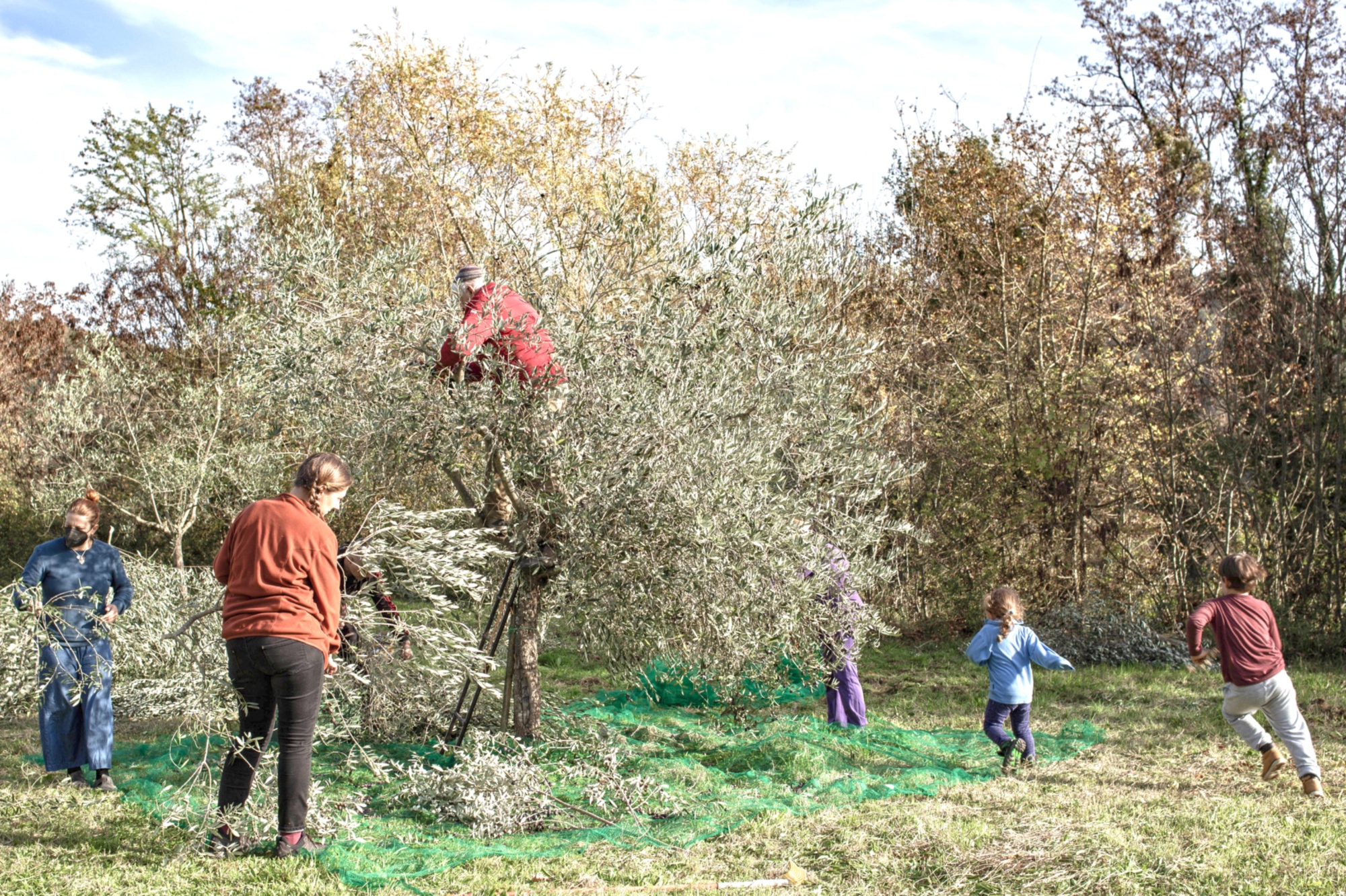 The olive harvest is a moment of family and social sharing