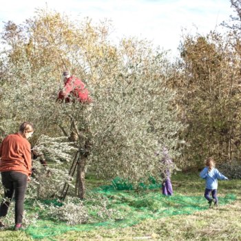 The olive harvest is a moment of family and social sharing