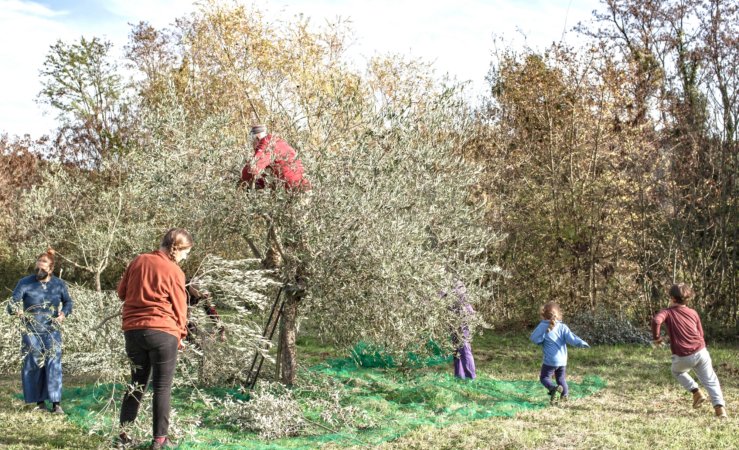 La raccolta delle olive in famiglia