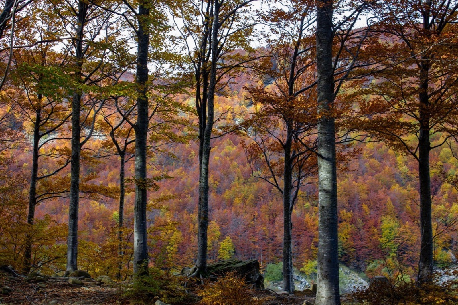 Forest of colorful beech trees